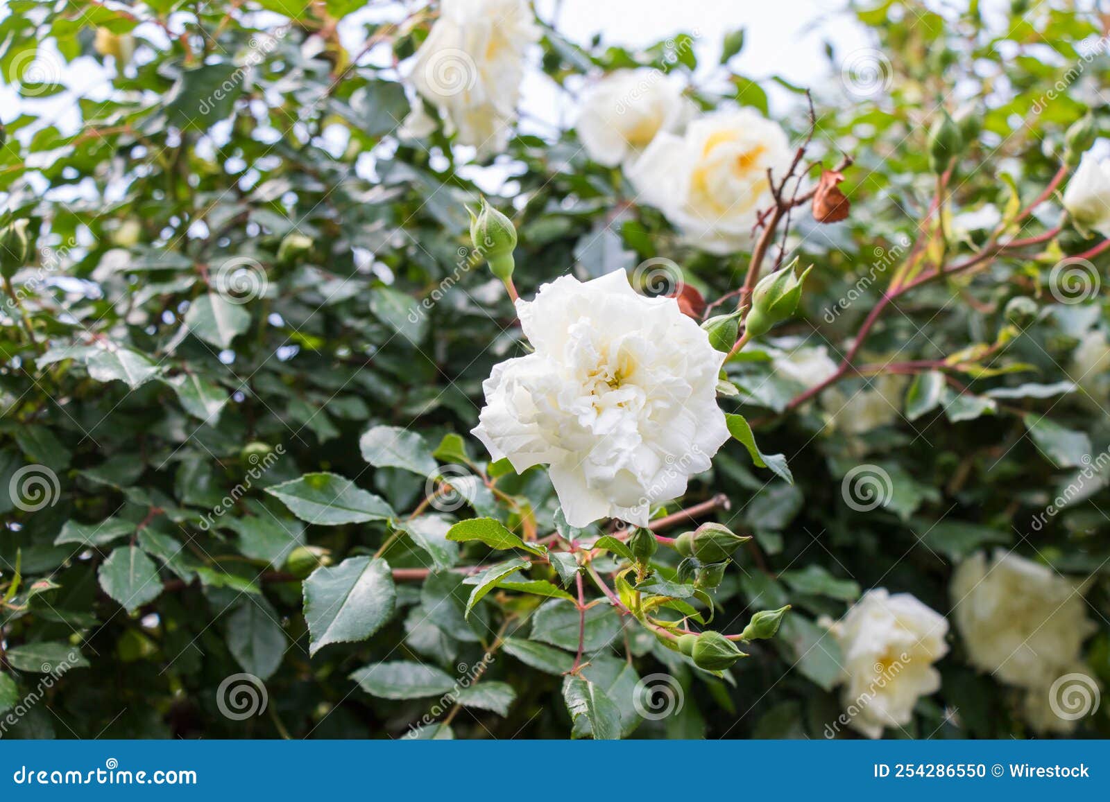 Closeup of Beautiful White Roses on a Bush in a Garden Stock Photo