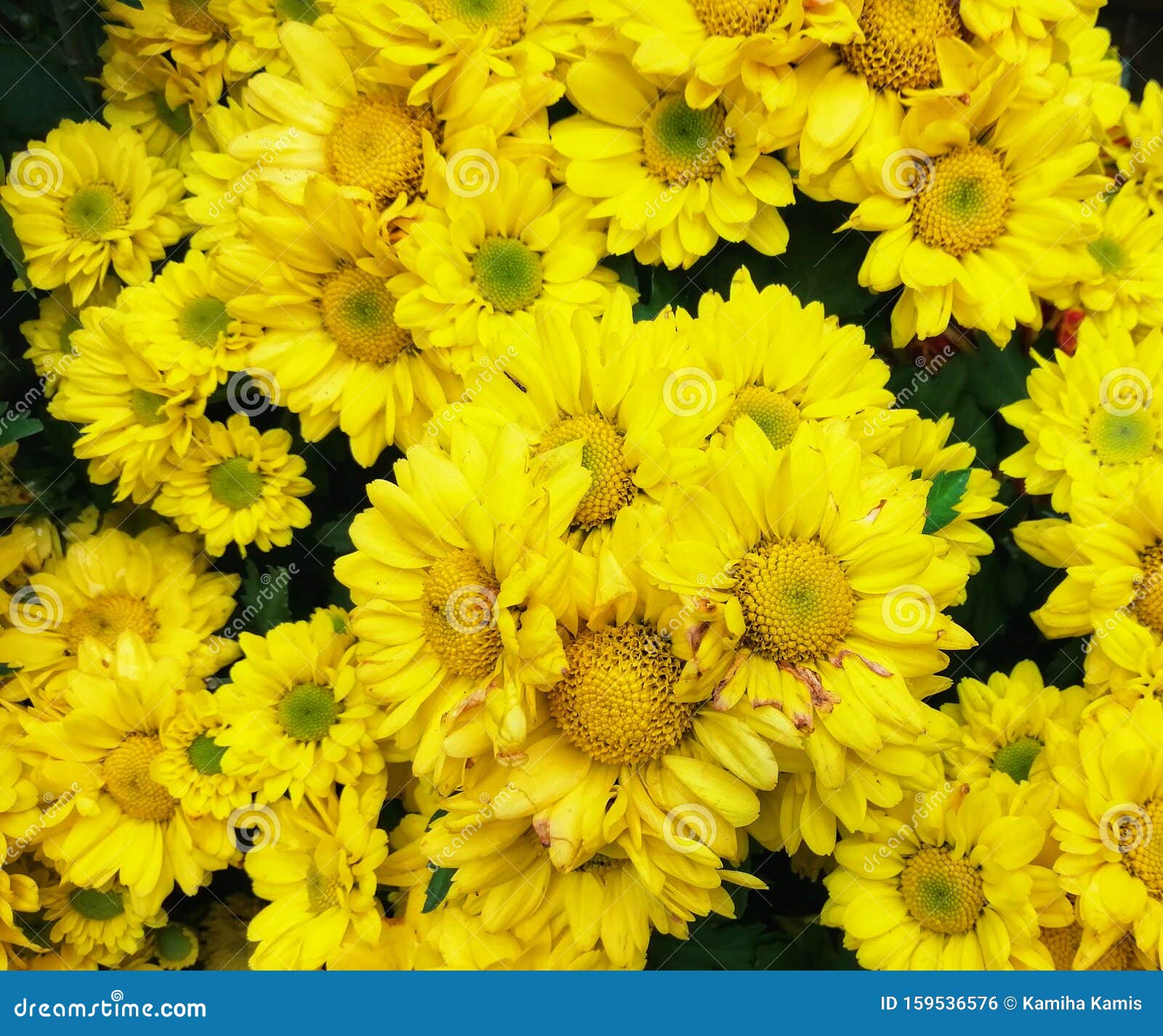 Closeup Beautiful Yellow Colour of Daisies at the Garden Stock Photo