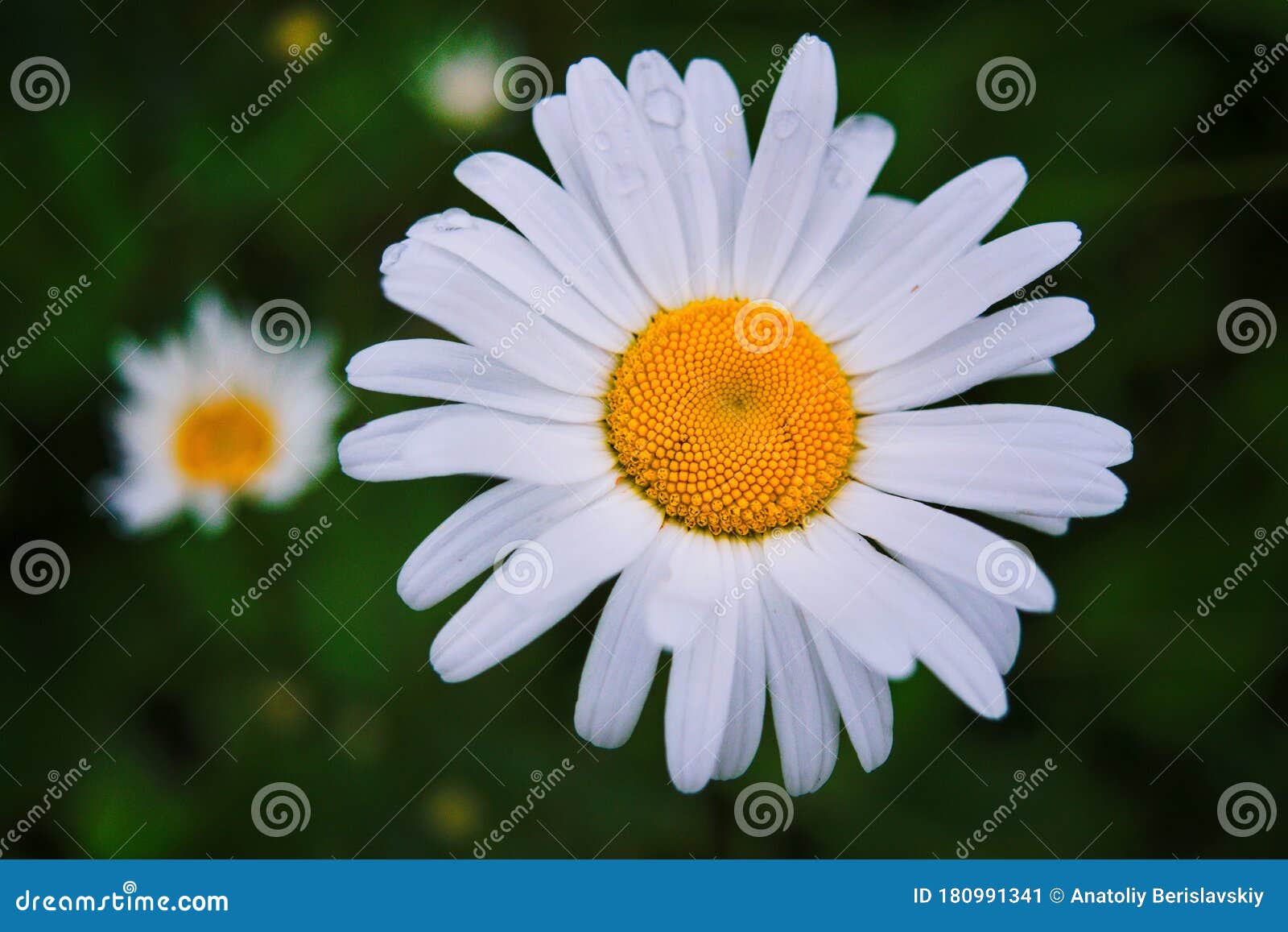 Closeup of a Beautiful Yellow and White Marguerite, Daisy Flower Stock