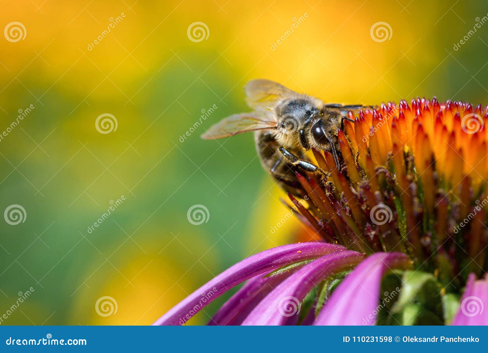 Closeup Bee on Cone Flower. Macro Stock Photo Image of insect, honeybee 110231598