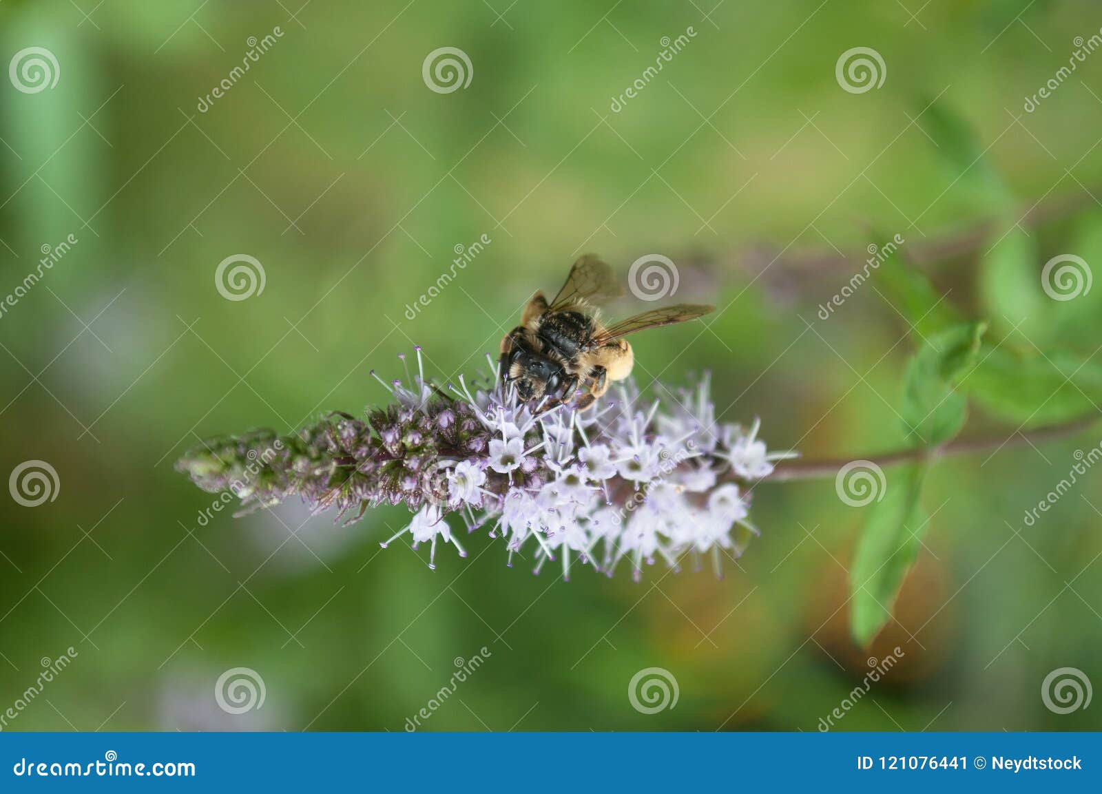 Bee on mint flower stock image. Image of insect, nature 121076441