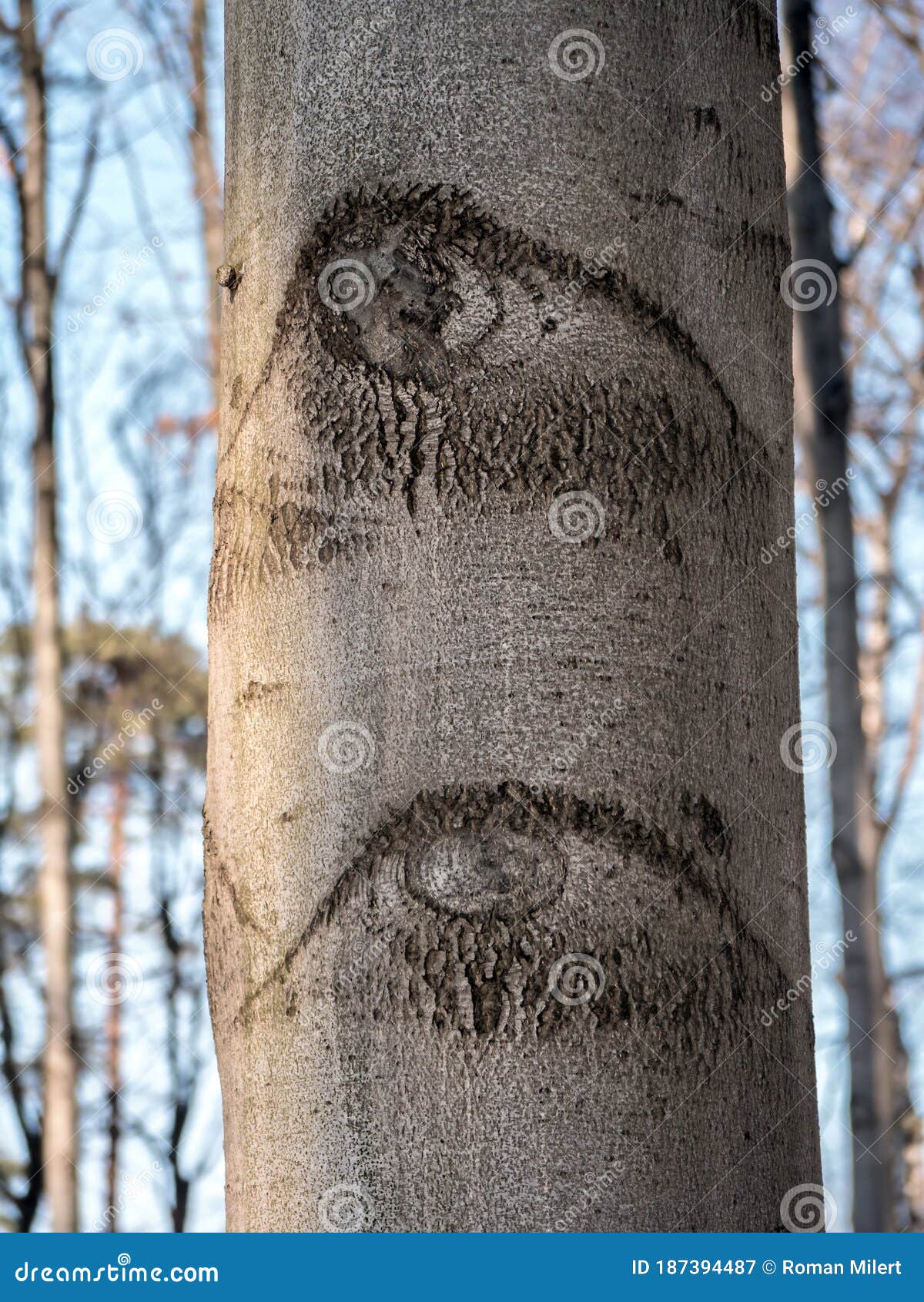 Closeup Of Beech Tree Trunk Stock Image Image Of Woods Tree Closeup Of Beech Tree Trunk Stock Image Image Of Woods Tree