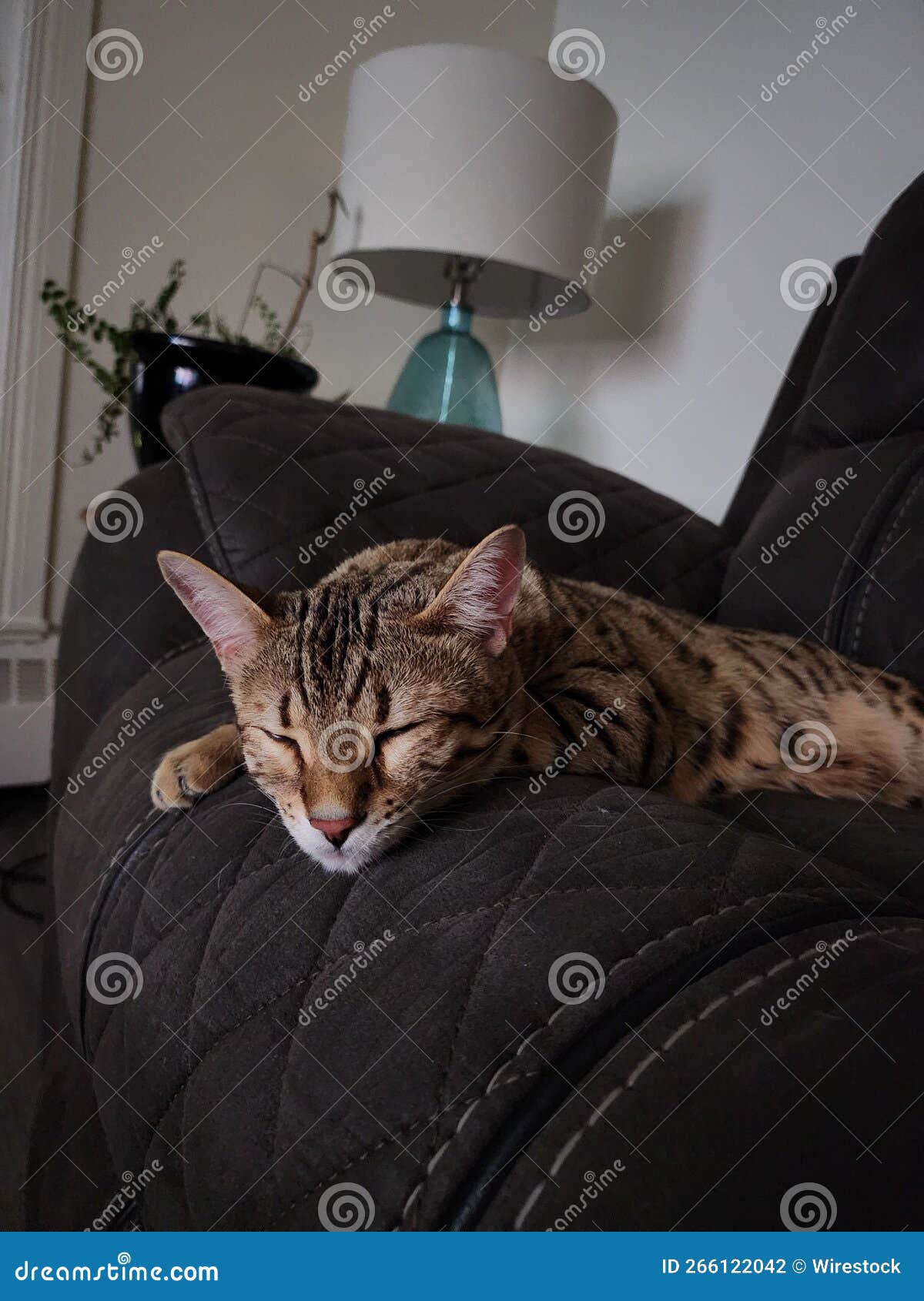 Closeup of a Bengal Cat Sleeping on a Sofa Stock Photo Image of