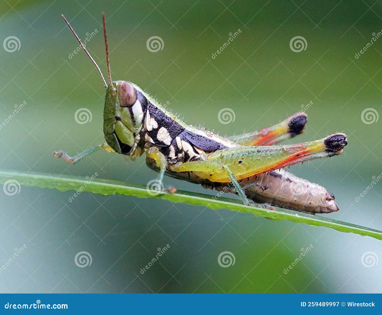 closeup of a big colorful grasshopper latching on to a long green leaf covered in dewdrops