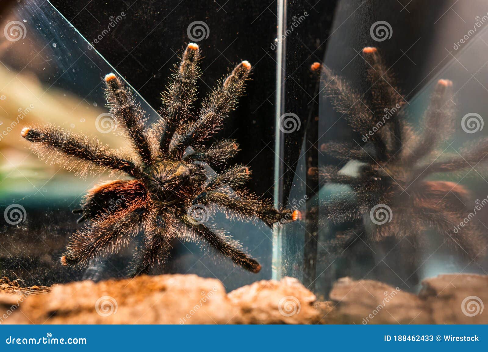 Closeup of a Big Hairy Spider on a Glass Container Under the Lights ...