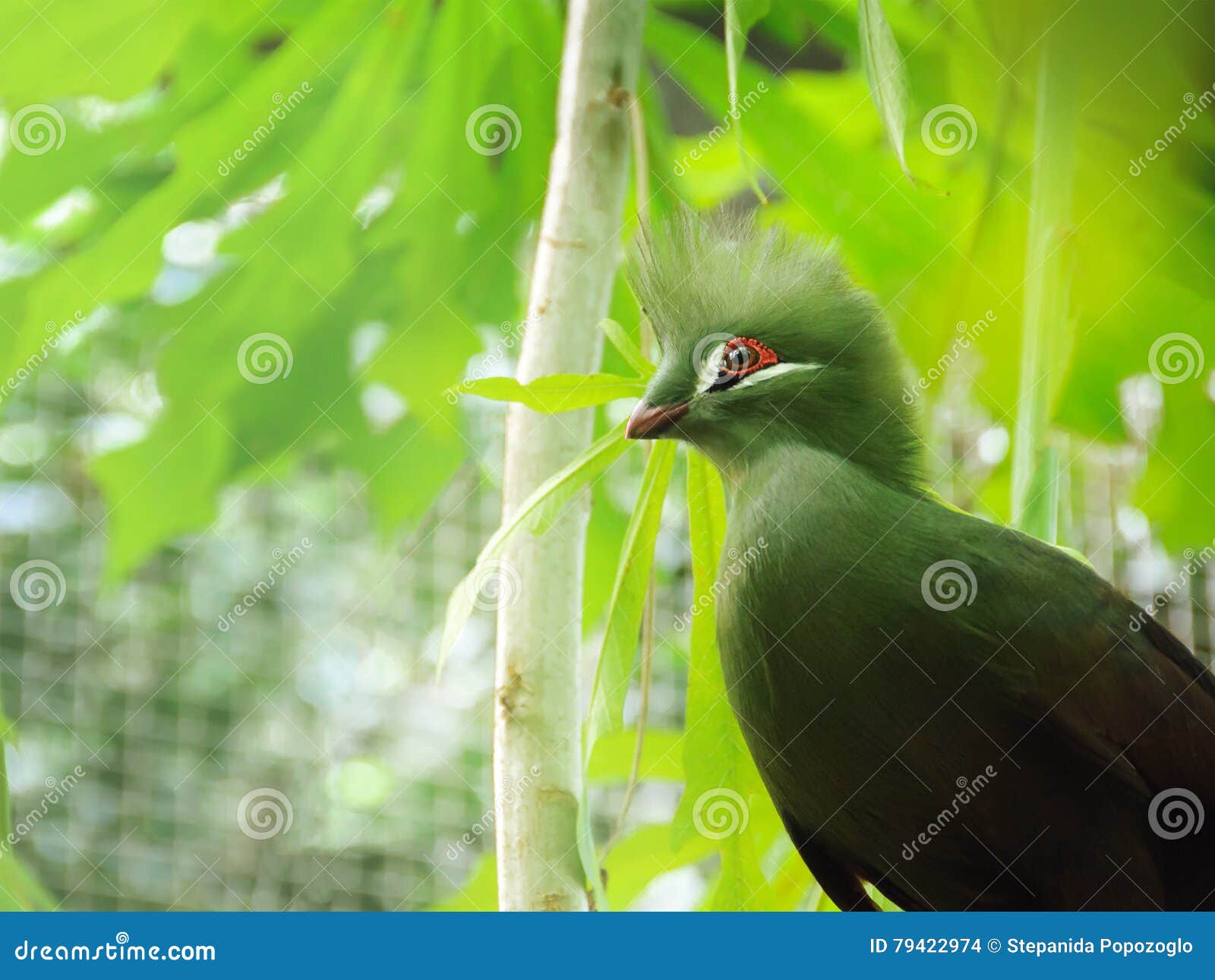 closeup bird photo of a green tauraco persa. guinea turaco sitt