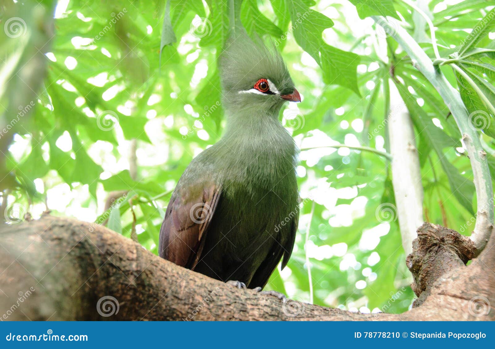 closeup bird photo of a green tauraco persa.