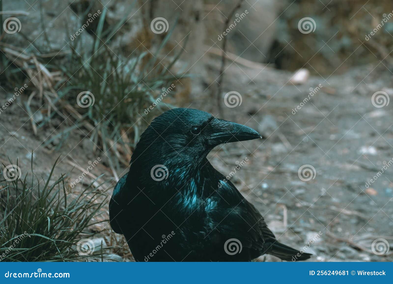 Closeup Of A Black Crow Against The Grass Stock Image Image Of Nature Beak