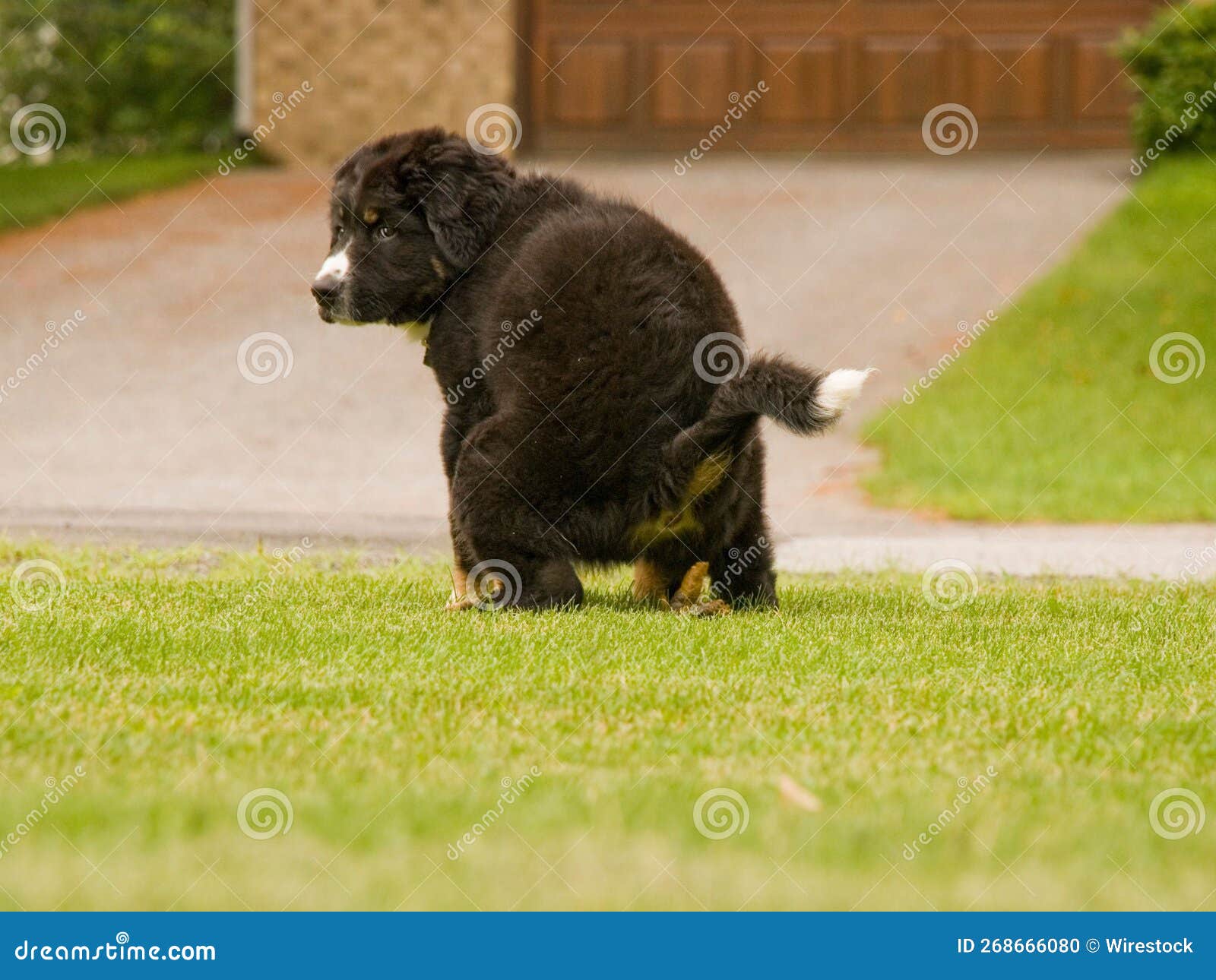 Closeup of a Black Dog Pooping Outdoors Stock Photo Image of outside