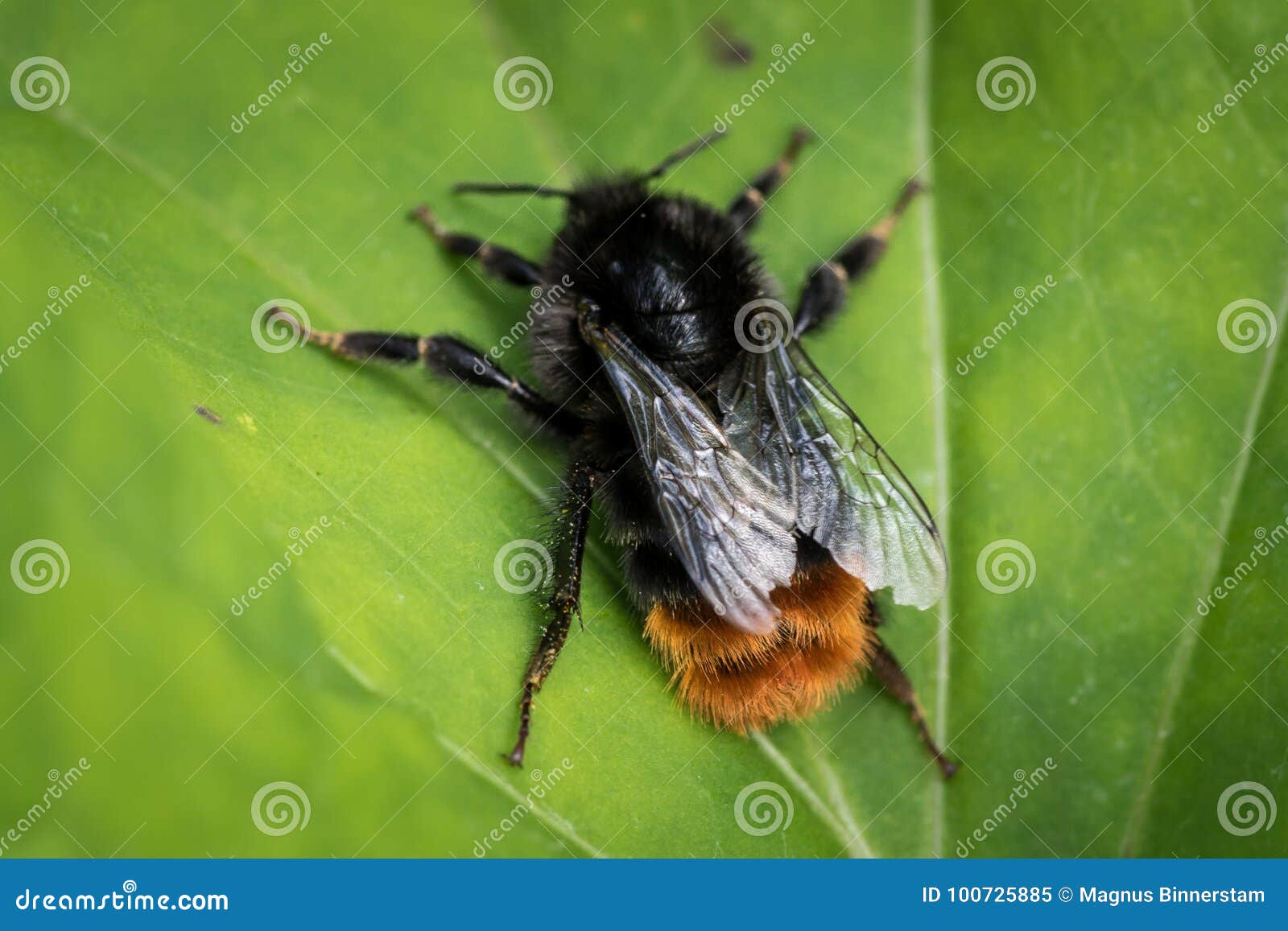 orange rumped bumble bee orange rumped bumble bee