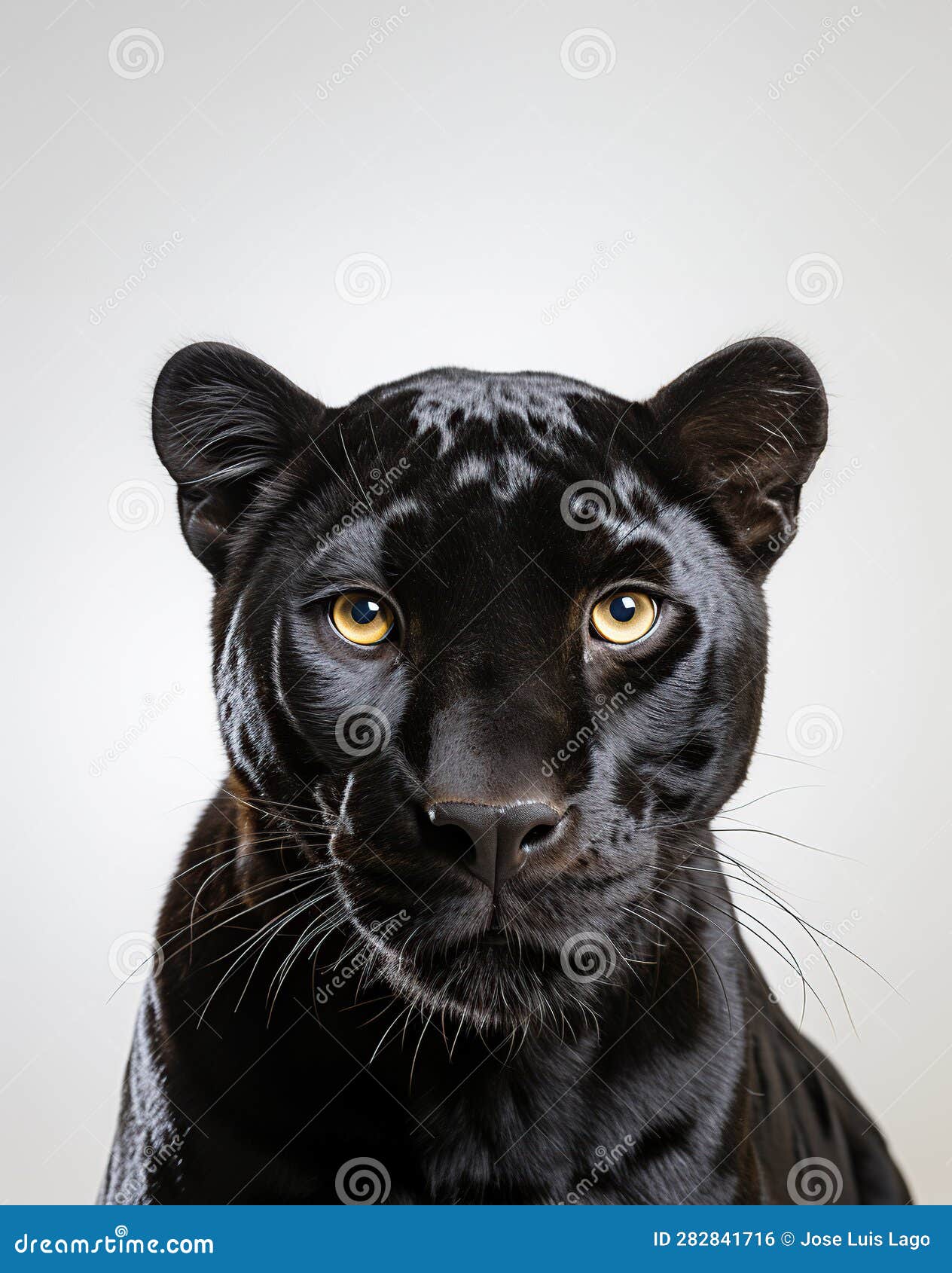 Closeup of Black Panther, Animals Concept Stock Illustration ...