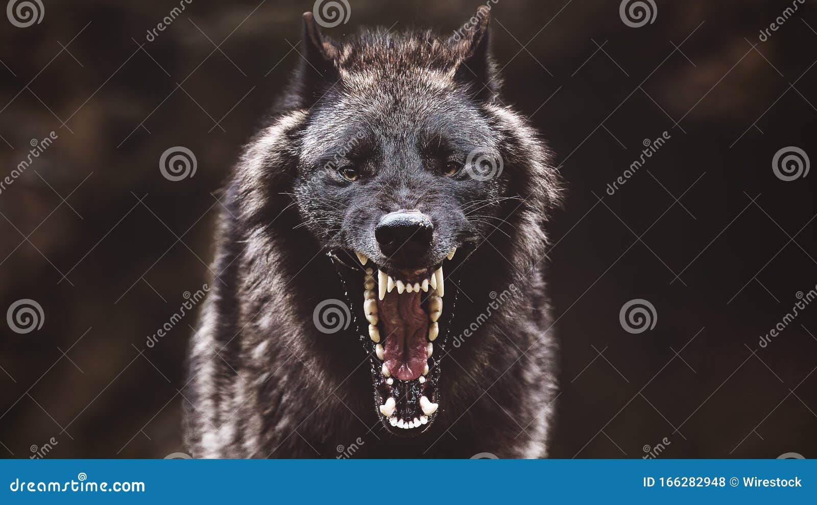 Portrait of a furious gray wolf. Angry wolf roaring isolated on