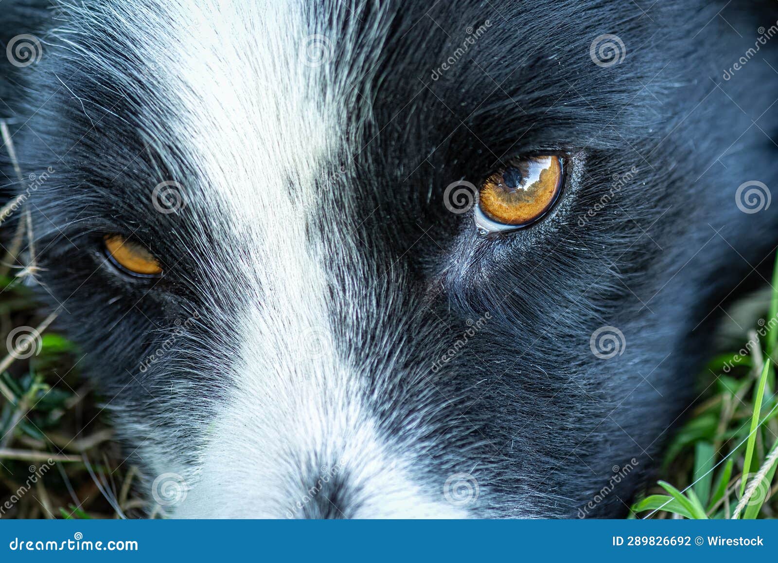 Closeup of a Black and White Dog S Eyes Stock Photo Image of gazing
