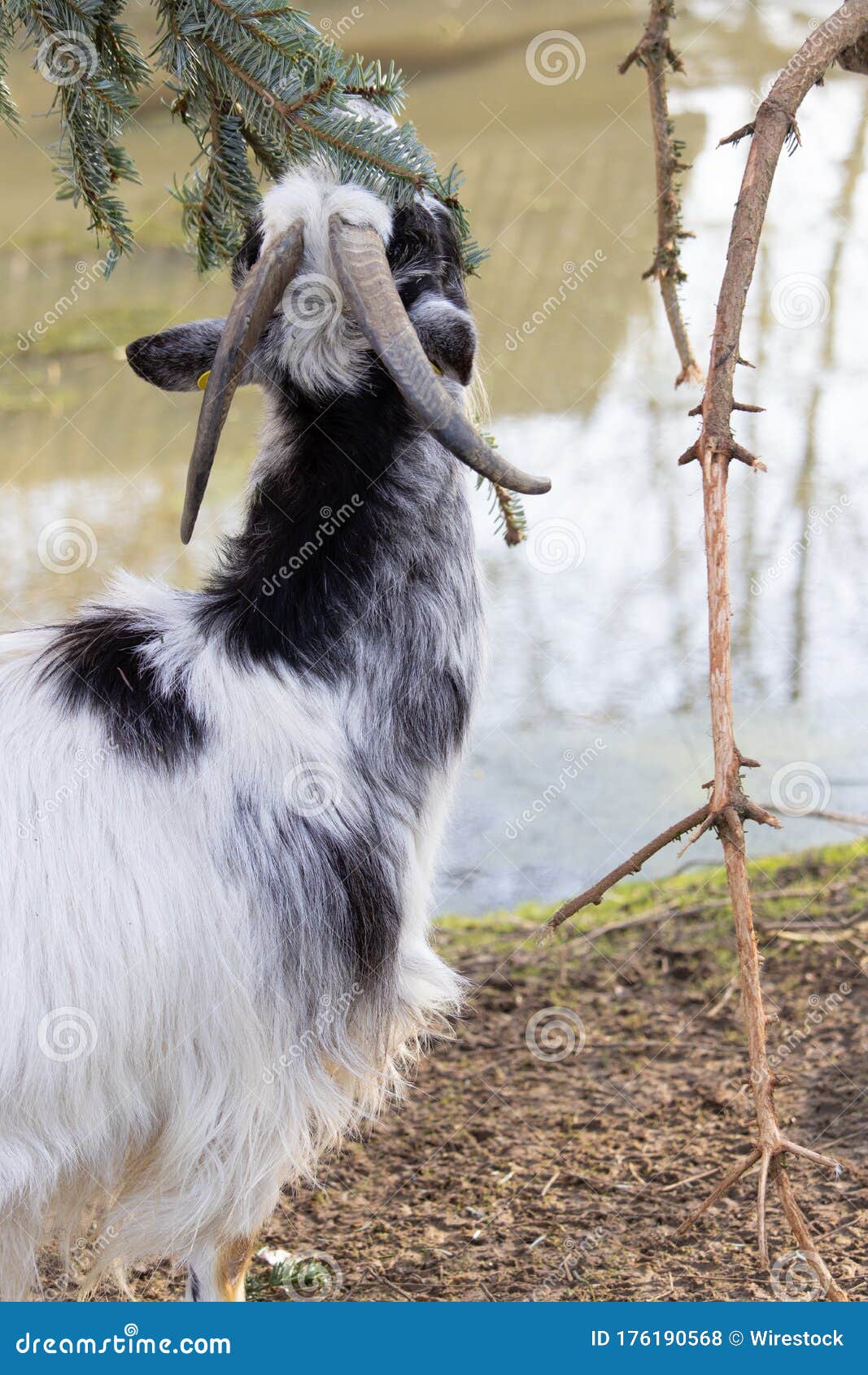Closeup of a Black and White Goat Eating from a Spruce Tree Stock Photo