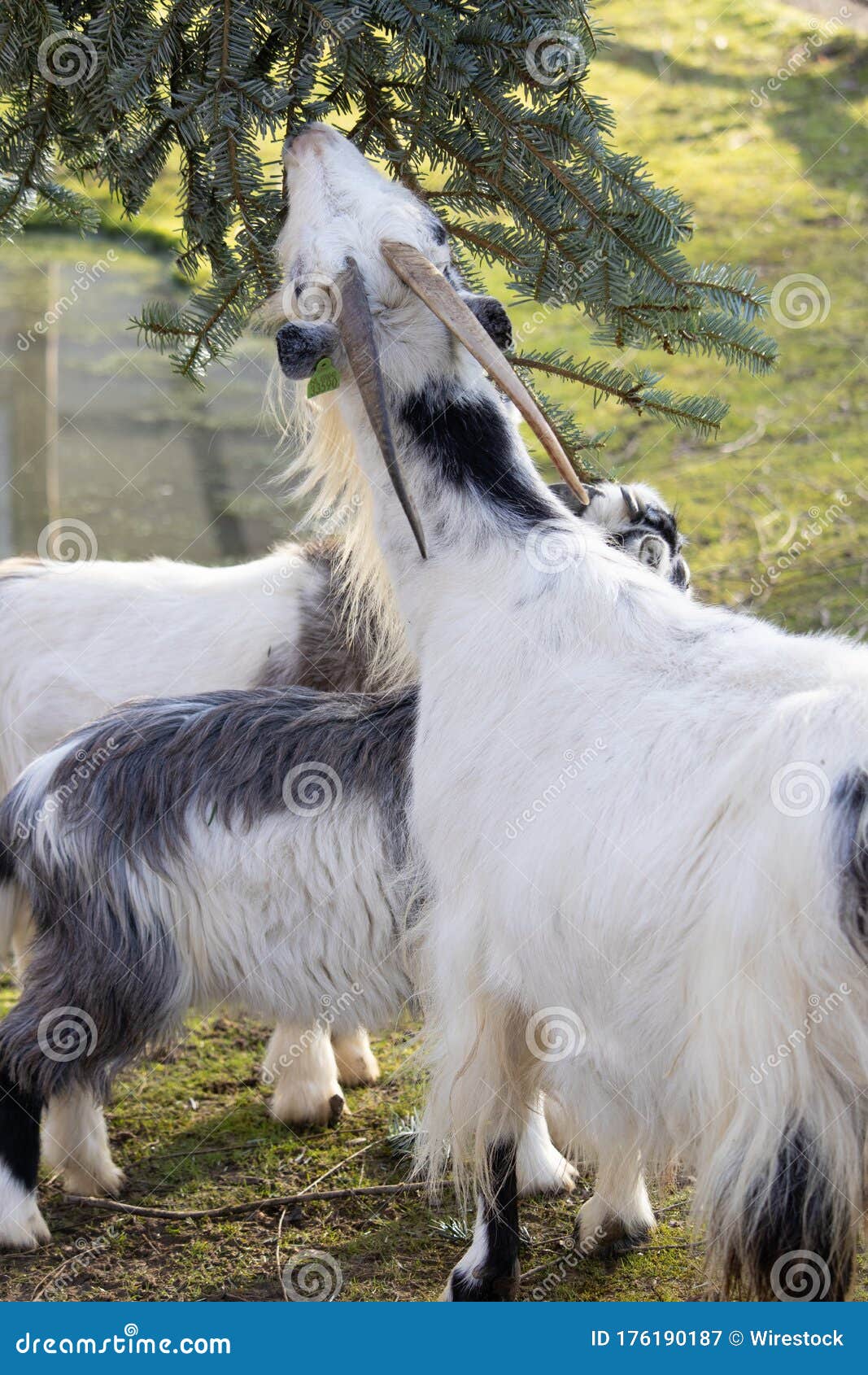 Closeup of a Black and White Goat Eating from a Spruce Tree beside a