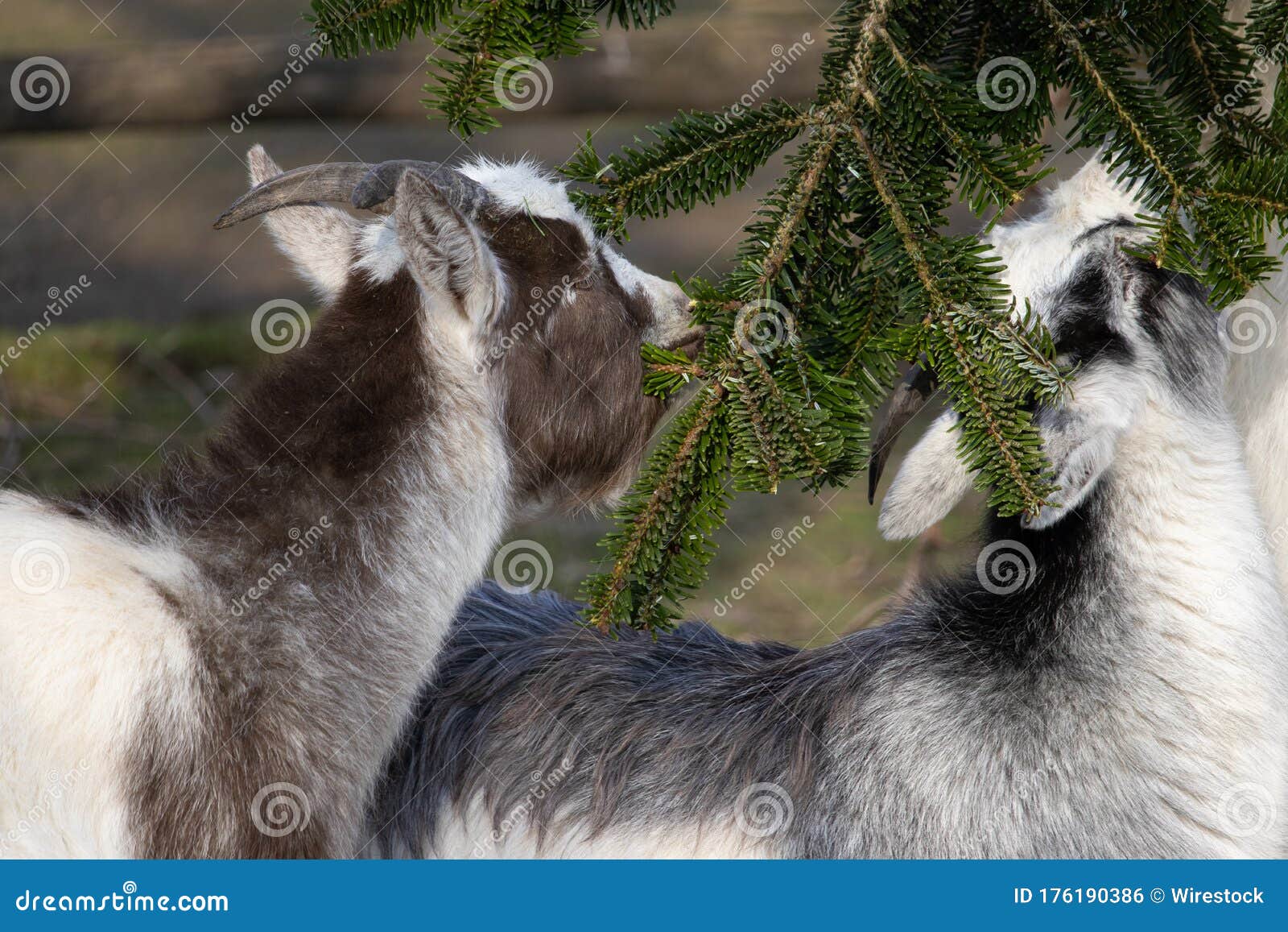 Closeup of Black and White Goats Eating from a Spruce Tree Stock Photo