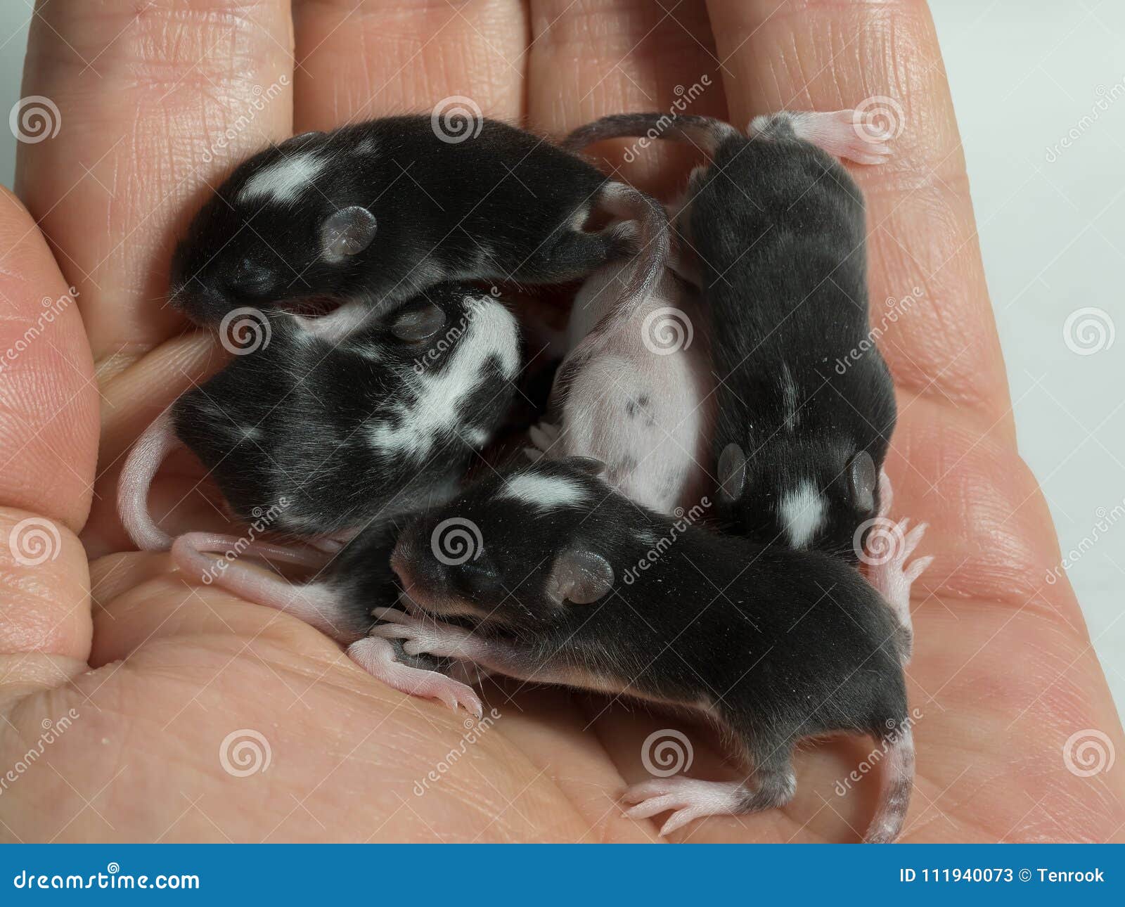 newborn mouse