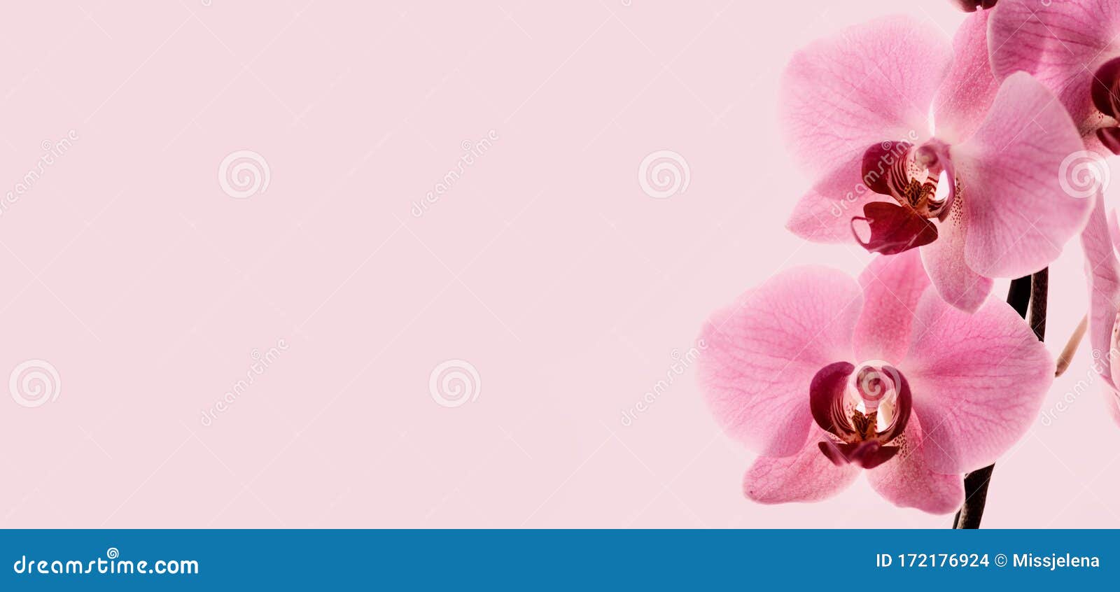 Desktop Wallpapers Orchid Flowers