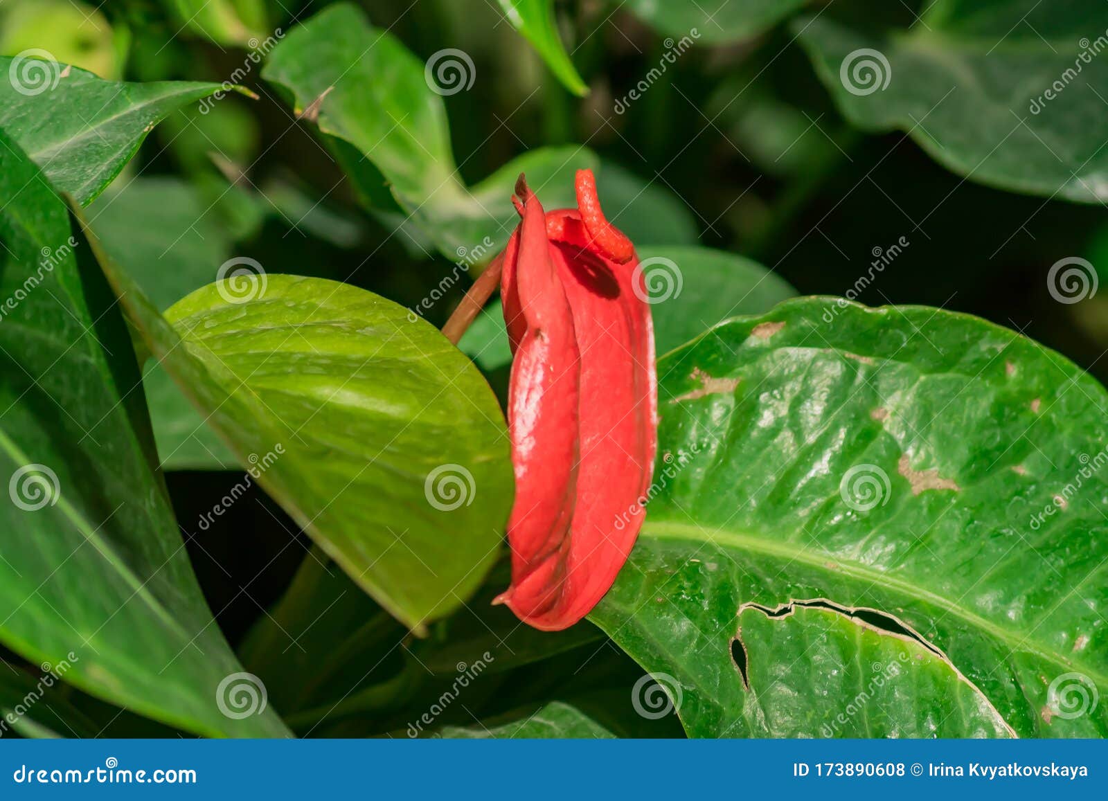 Closeup of Blooming Anthurium Flower Stock Photo Image of natural