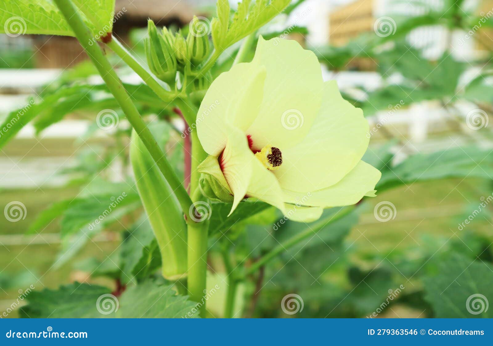 Blooming Light Yellow Okra Flower with Green Developing Fruits in the