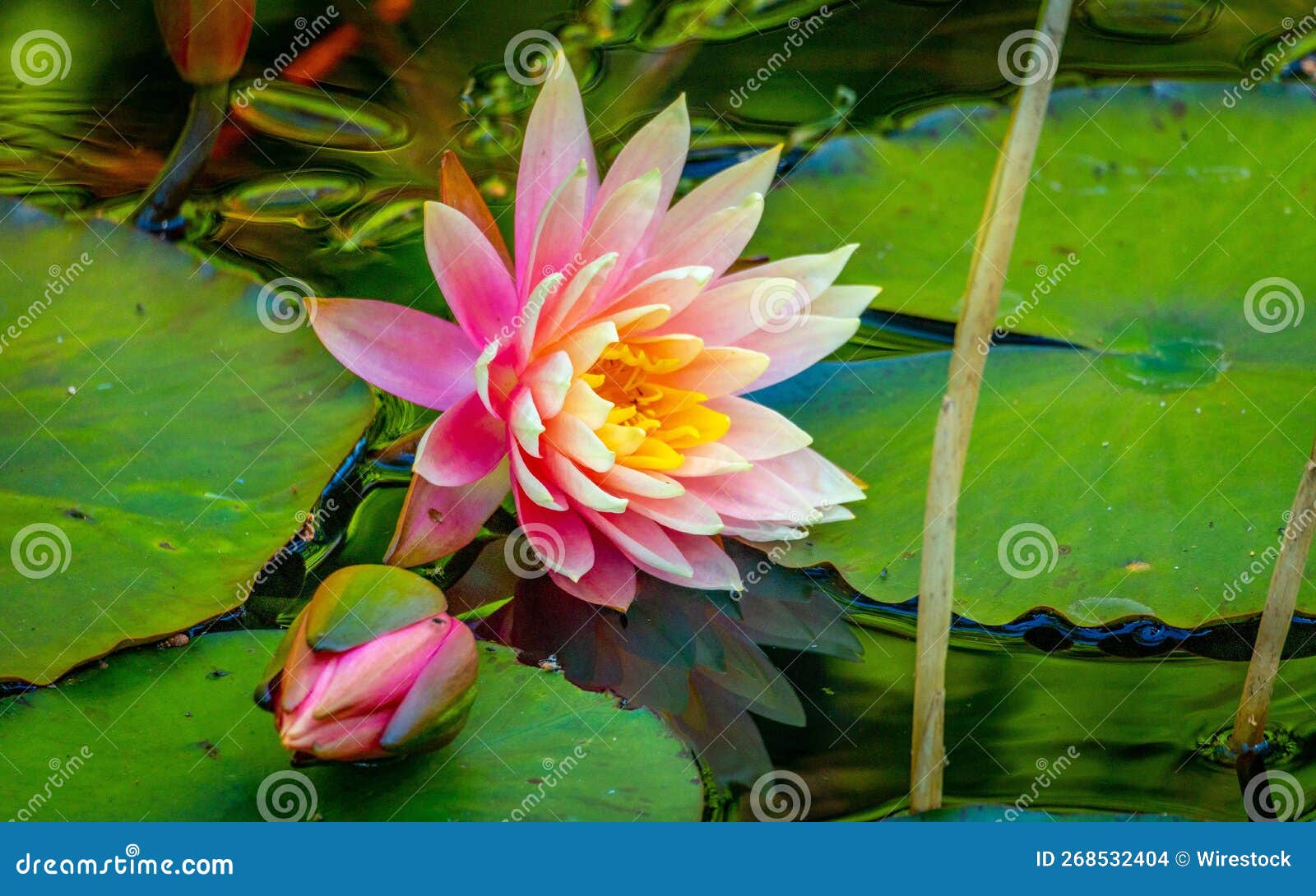 Closeup of Blooming Pink Water Lily Stock Photo Image of growth