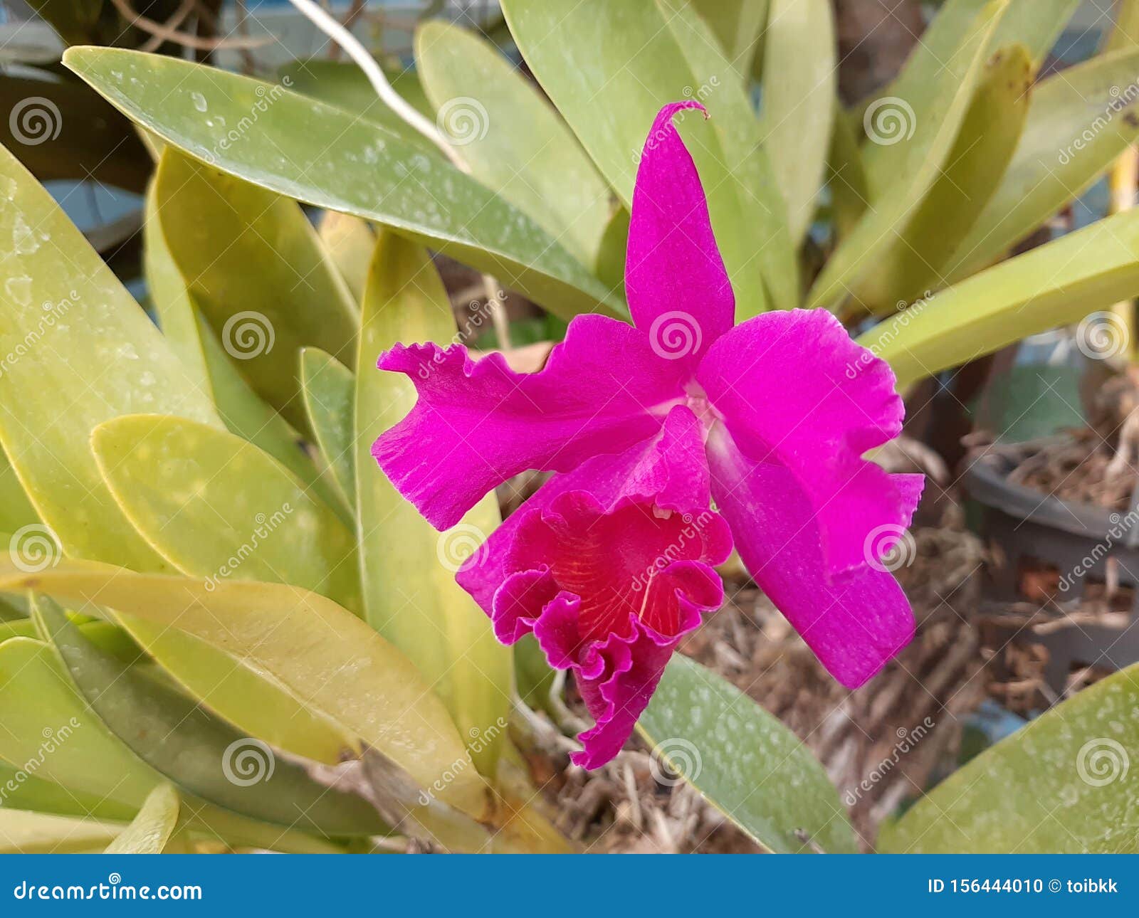 Closeup Blossom Purple Cattleya Orchid Flower, Blurred Green Leaves  Background Stock Photo - Image of bloom, flower: 156444010