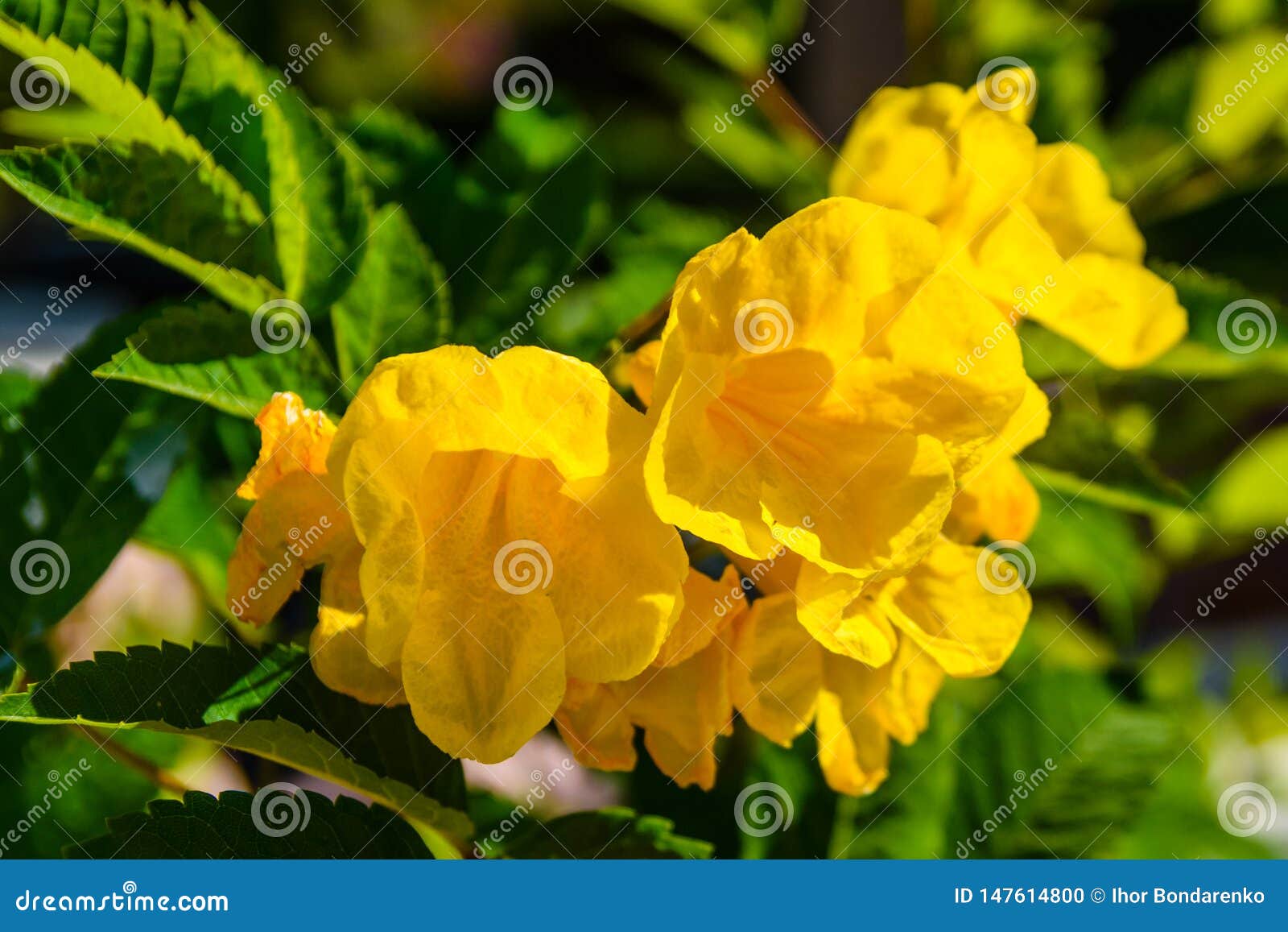 Closeup of the Blossoming Stans Also Called Ginger Thomas