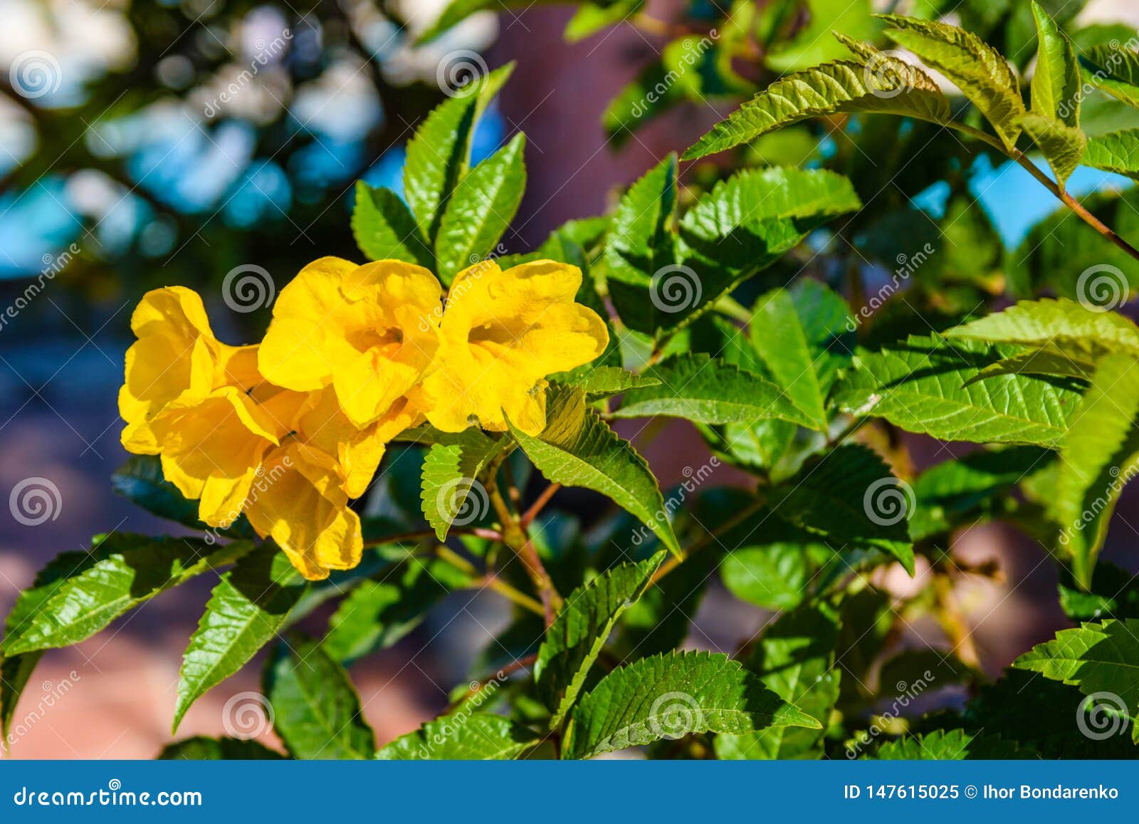 Closeup of the Blossoming Stans Also Called Ginger Thomas
