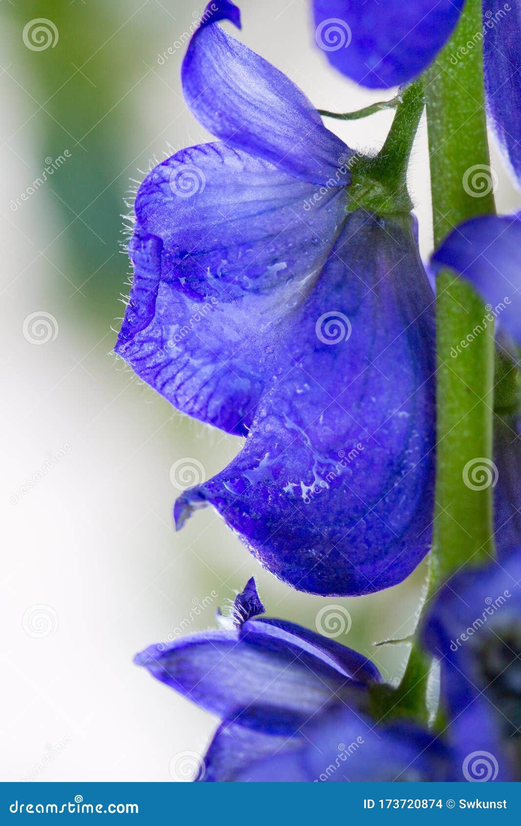 close up view on aconitum carmichaelii  on blur background.