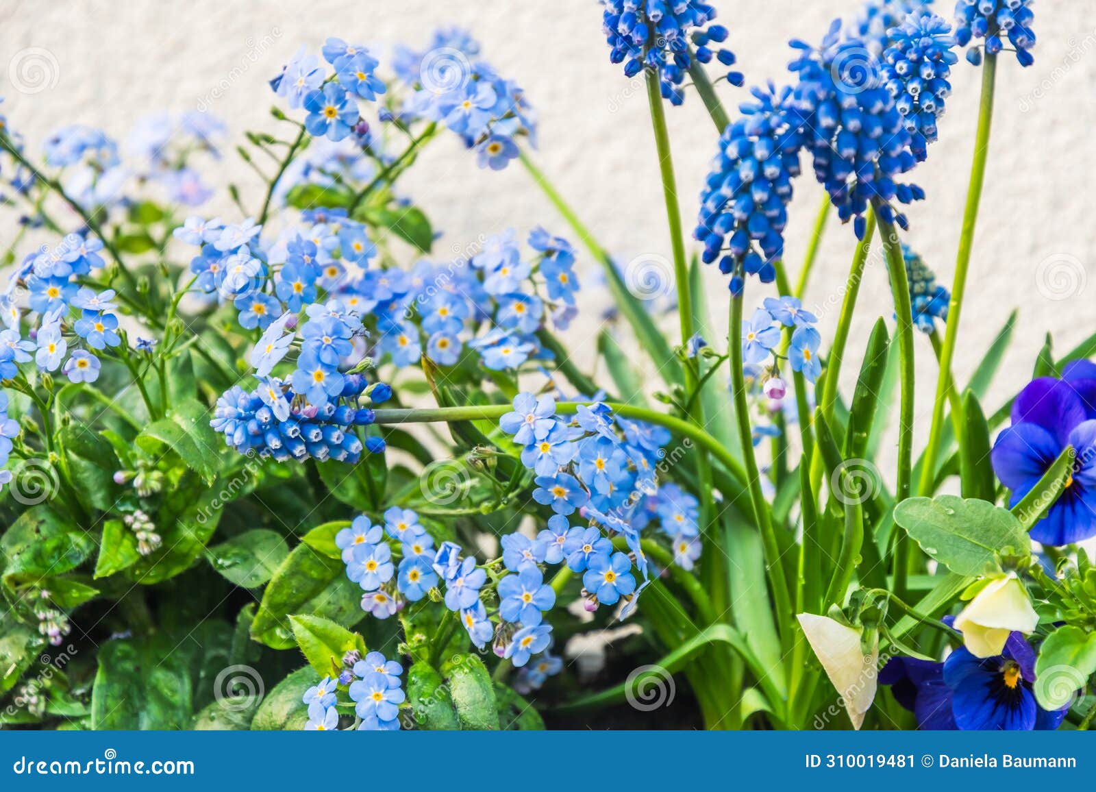 closeup of blue forgetmenots, mini hyacinths and pansies