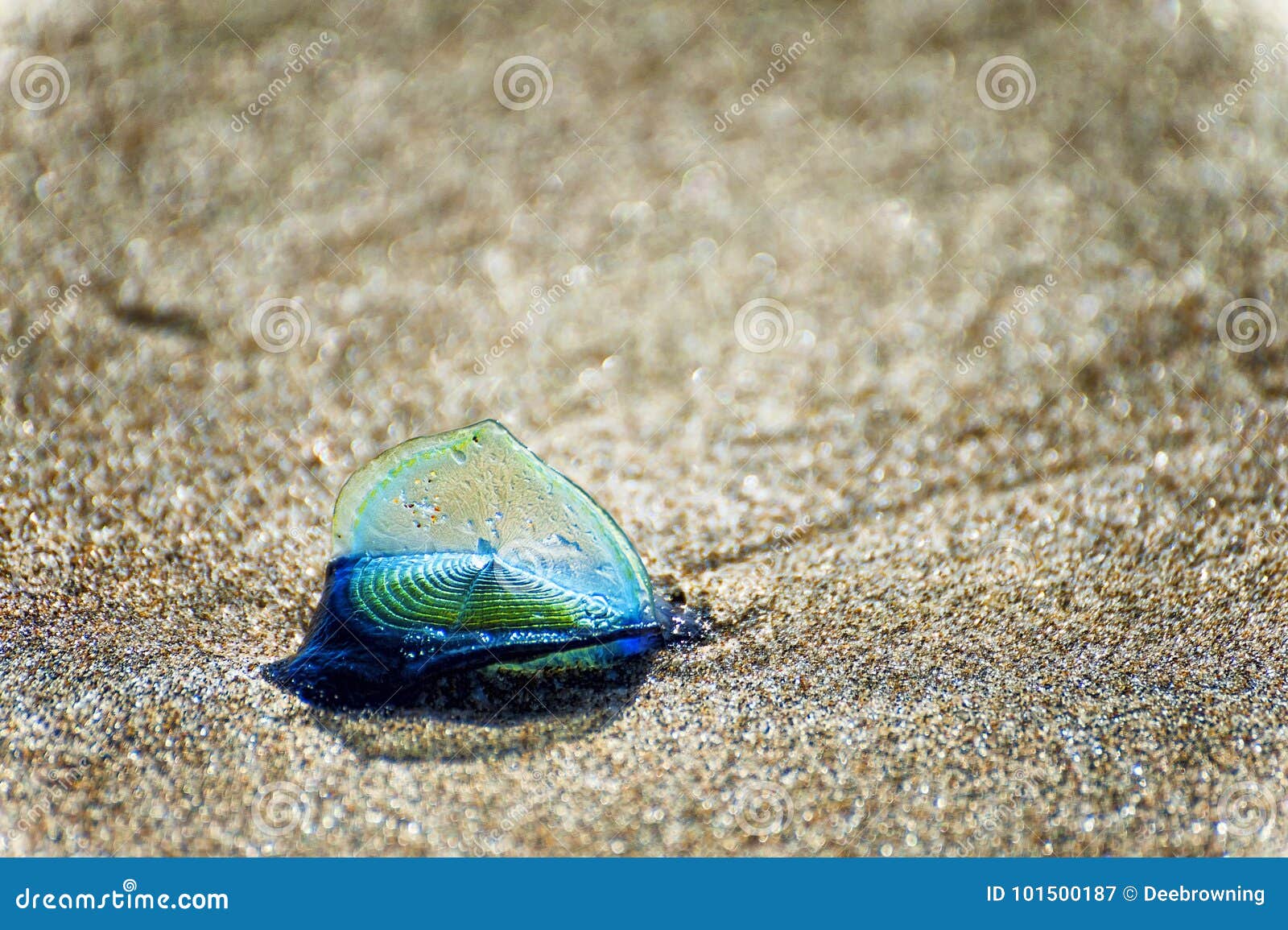 Blue Sail Jelly Fish On Sandy Beach Stock Image Image of found