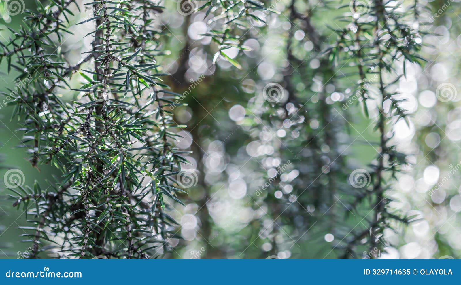 blue green nature background of coniferous branches after rain. juniper horstmann pendula. bokeh with light reflection