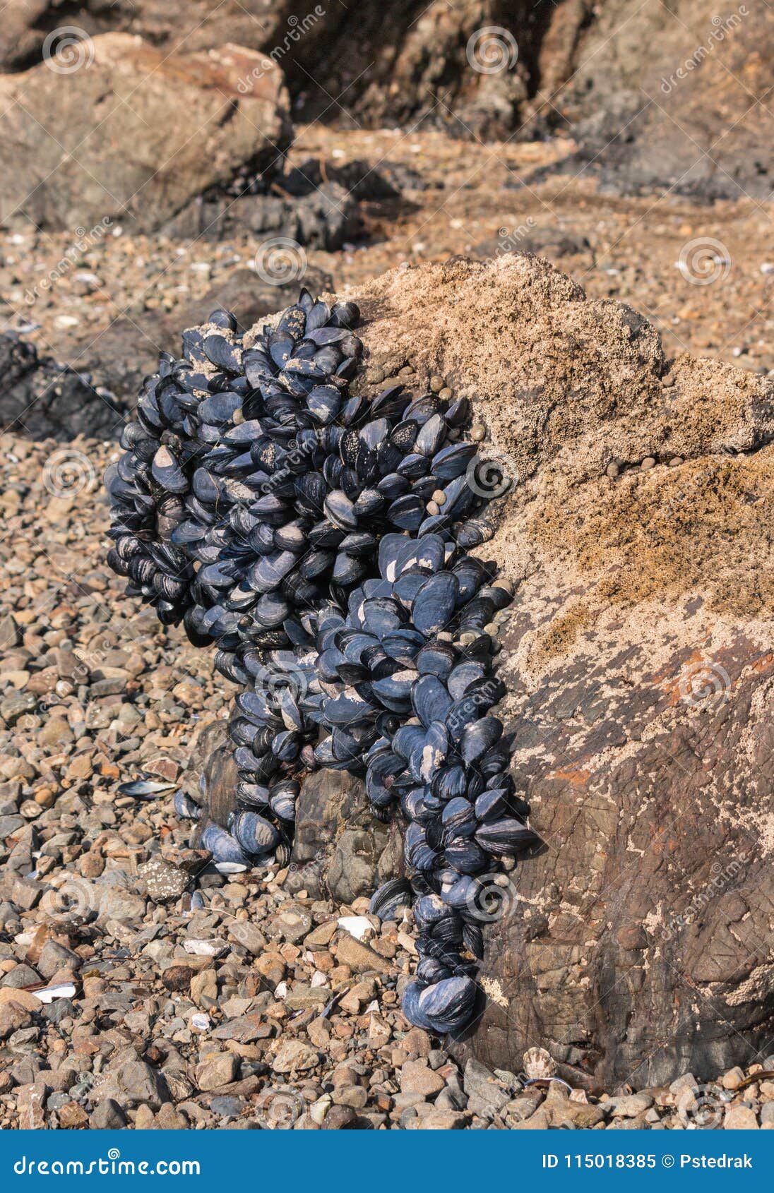 Cluster of Edible Blue Mussels on Beach at Low Tide Stock Image Image