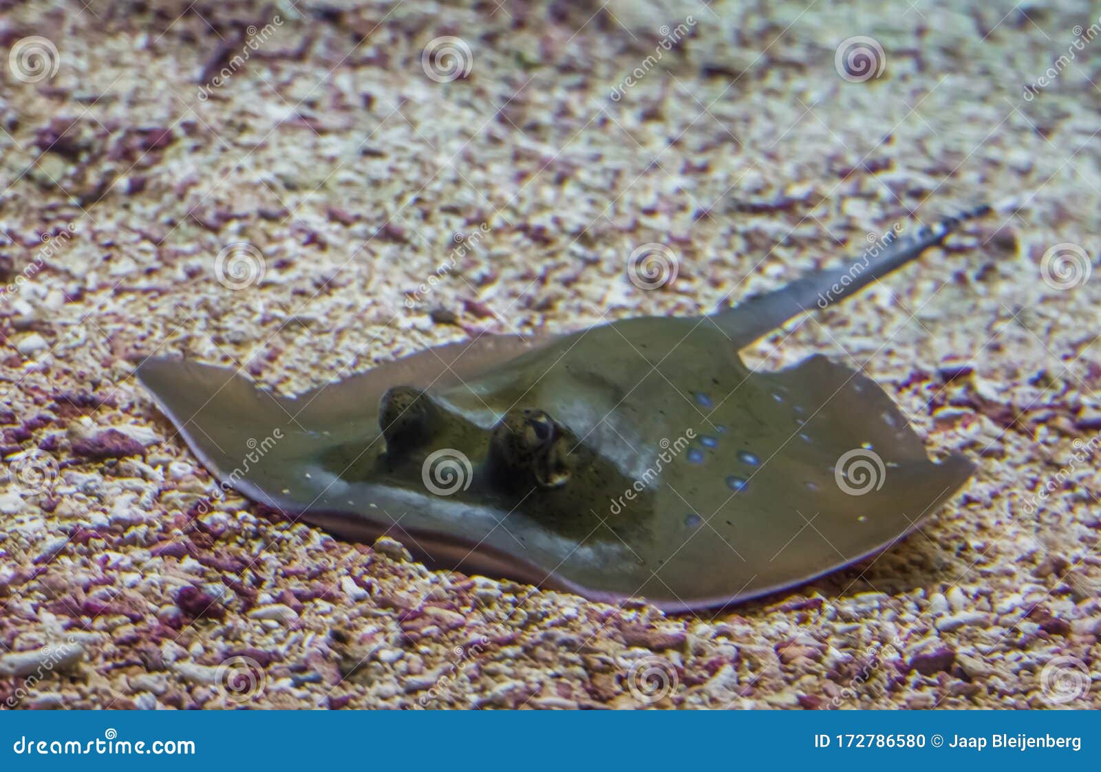 closeup of a blue spotted stingray laying on the bottom, tropical fish specie from asia
