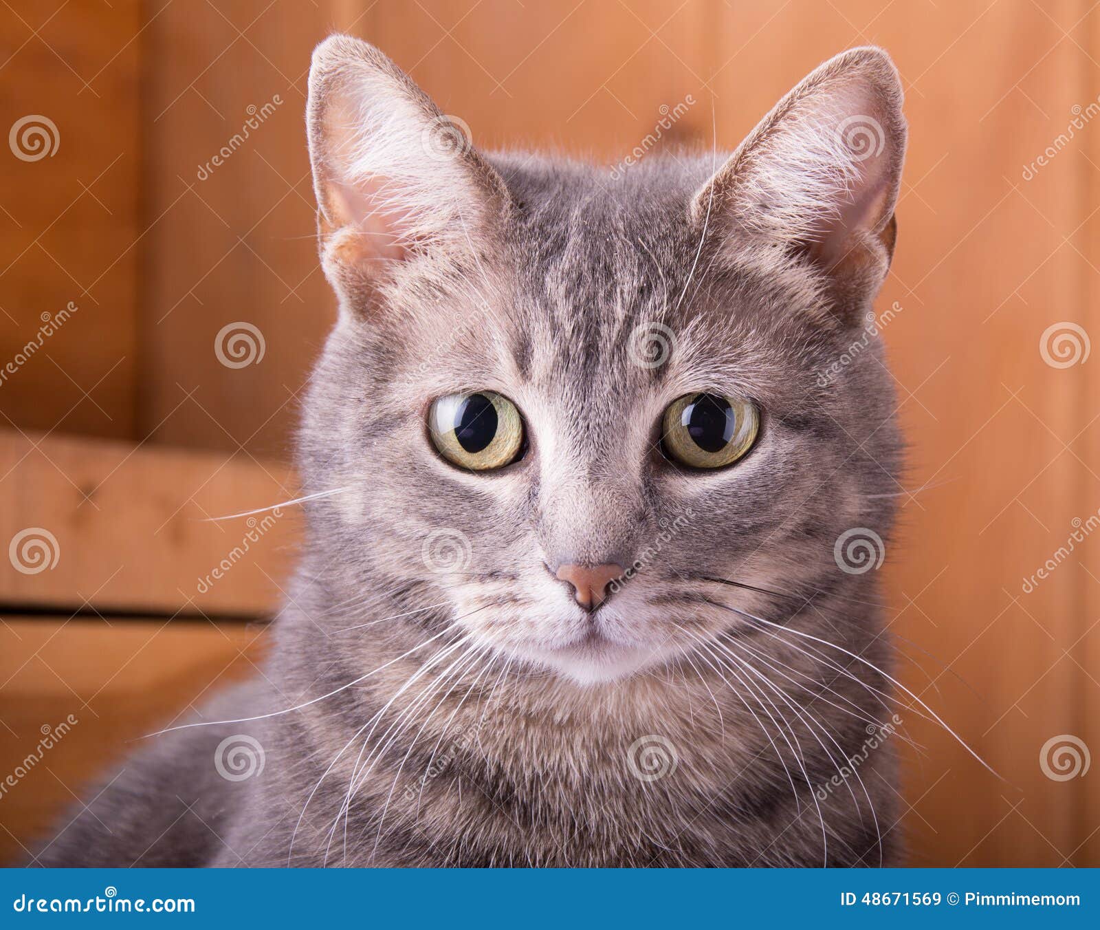 Closeup of a Blue Tabby Cat Stock Image Image of background, cute