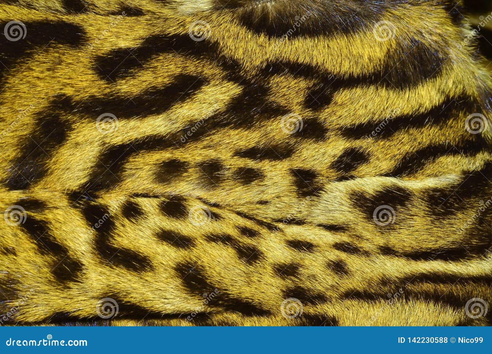 Bobcat Fur Background Texture Pattern Stock Photo - Image of texas