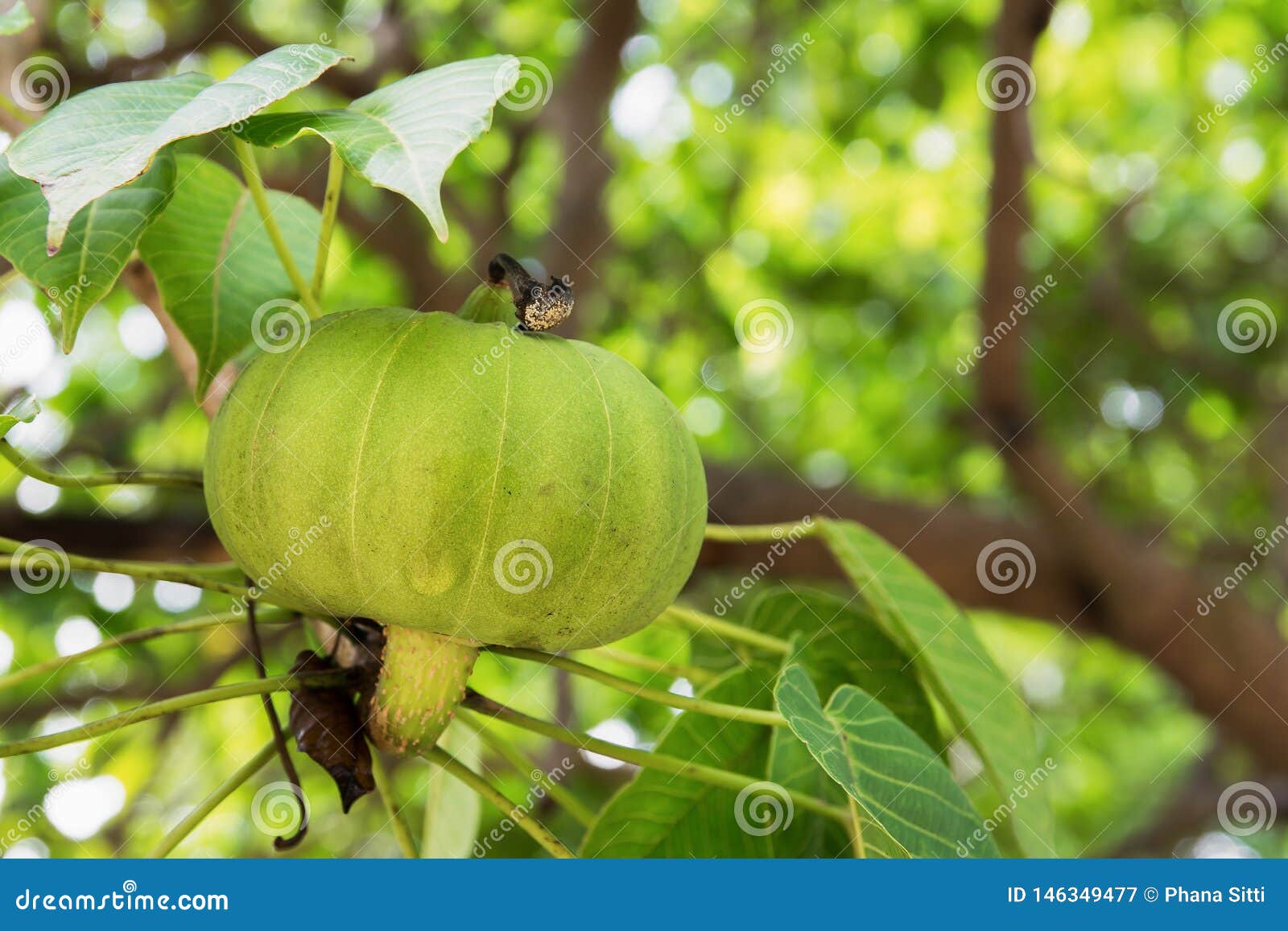 closeup of bodhi tree fruit , euphorbiaceae, buddha tree fruit