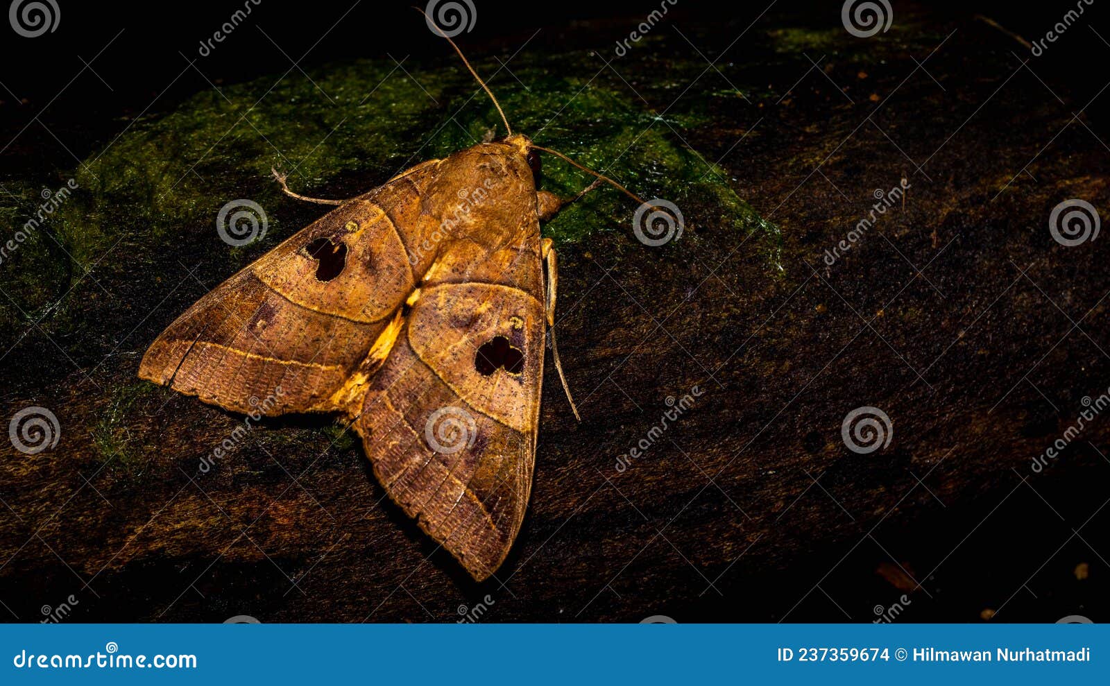 closeup of borneo moth allagrapha aerea