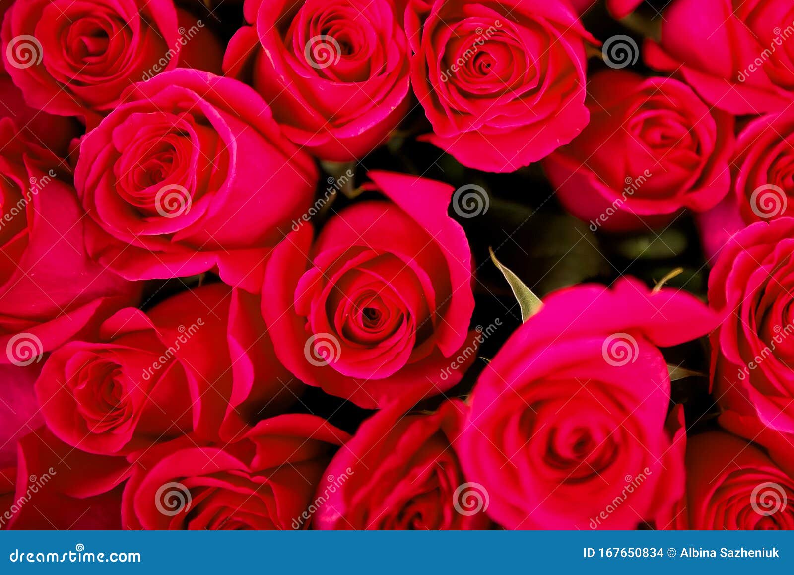 Closeup of Bouquet of Red Roses. Best Flowers in Valentine`s Day ...