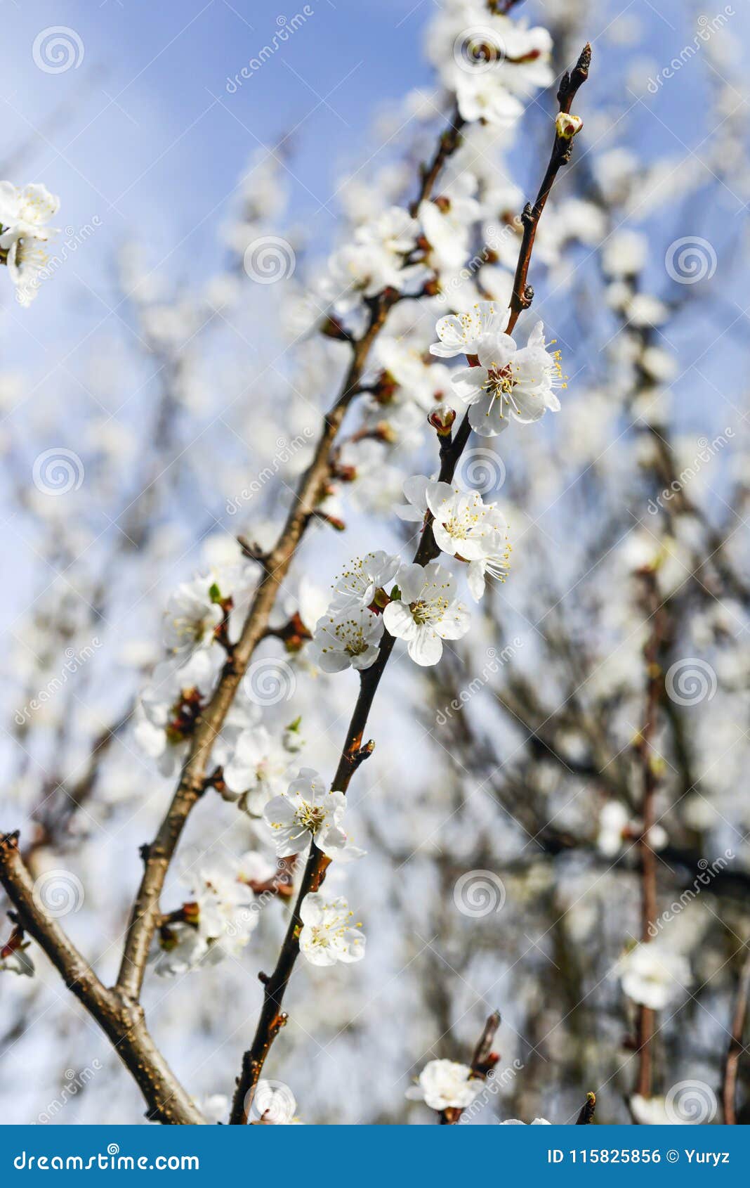 Blossom apricot tree stock photo. Image of blue, plant 115825856