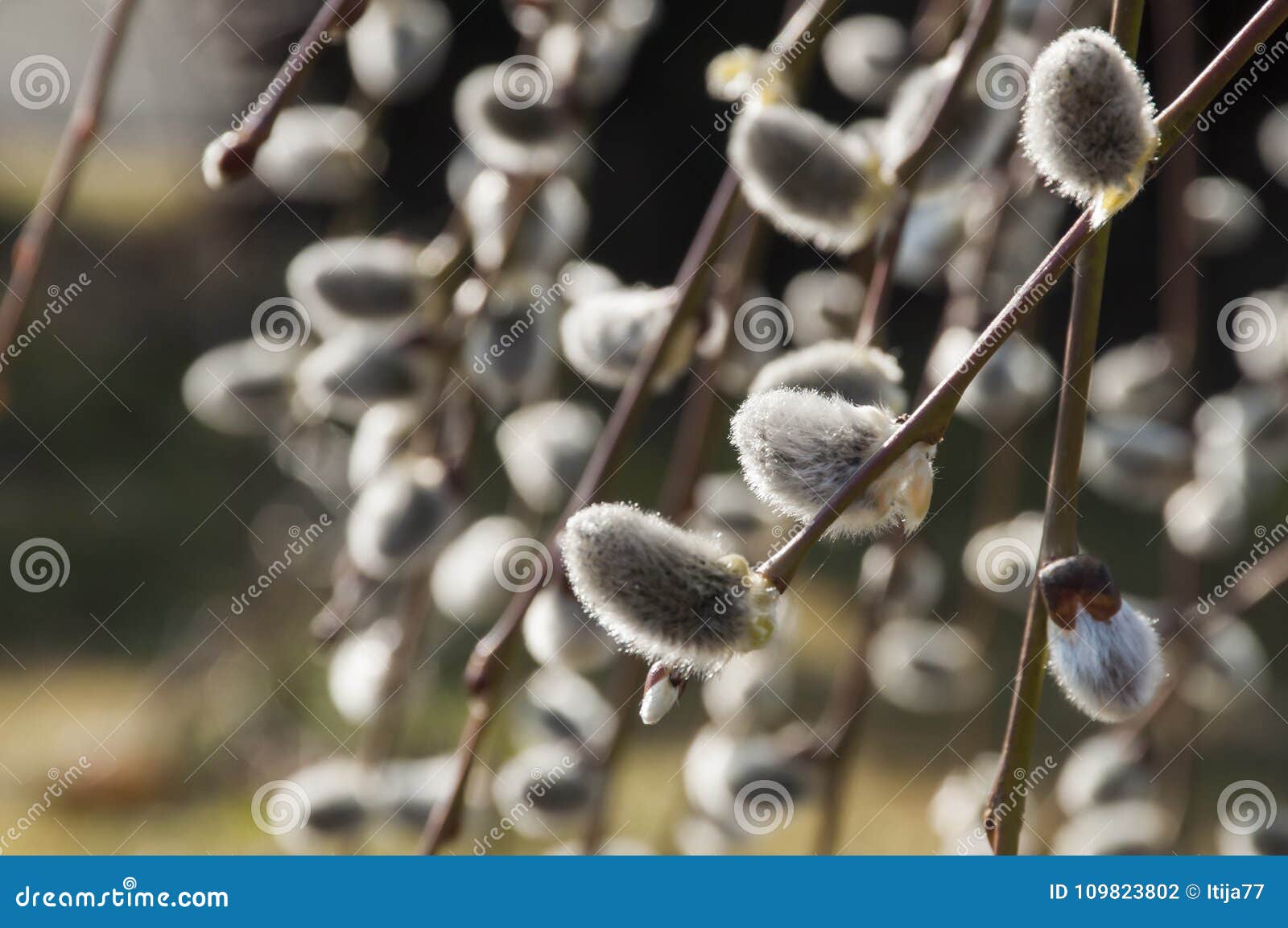 Closeup Of Branches Of Weeping Purple Willow In Sunlight Of Spring