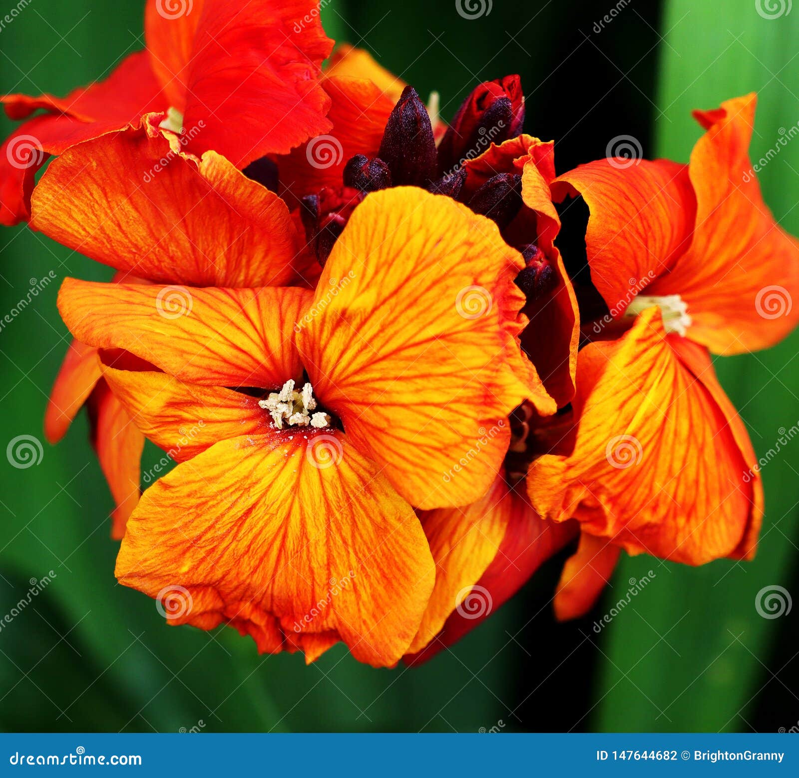 A Closeup of a Bright Colorful Wallflower. Stock Photo Image of