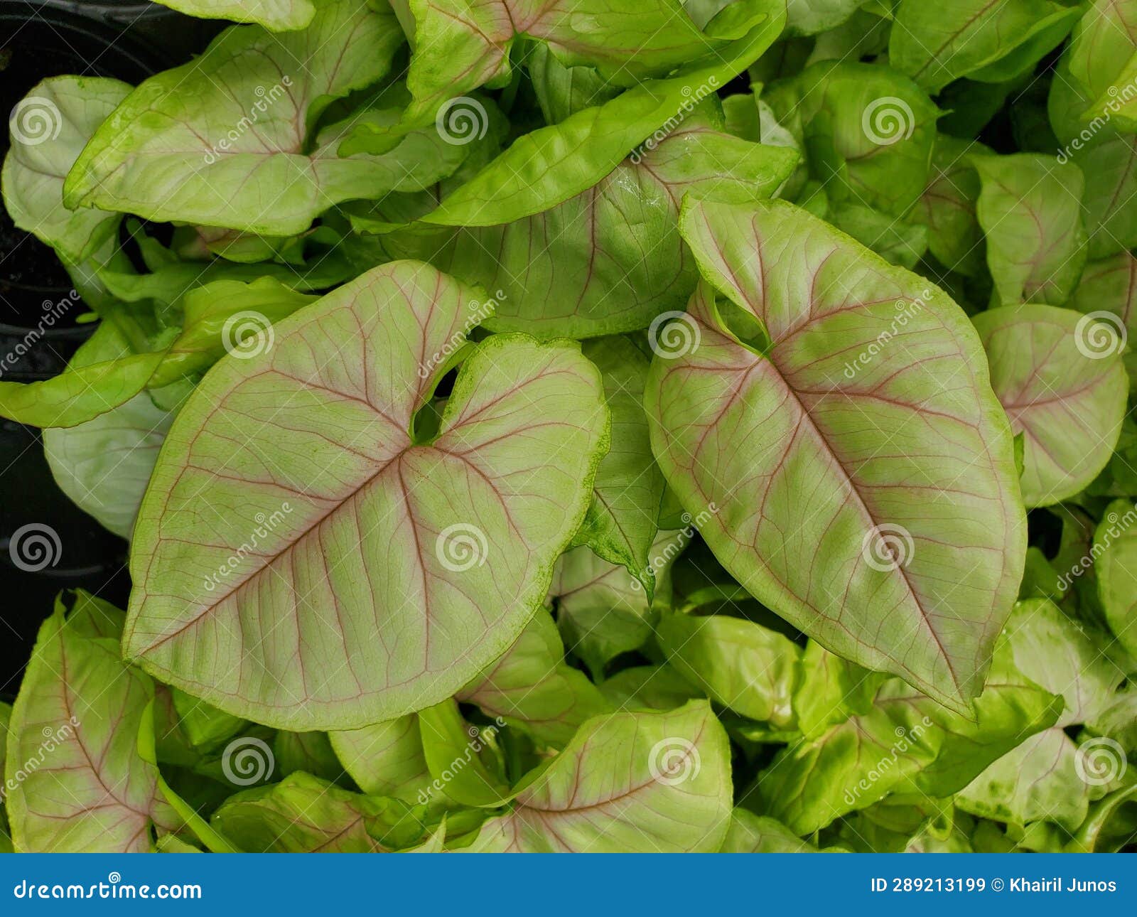 closeup of the bright leaves of syngonium chiffon allusion