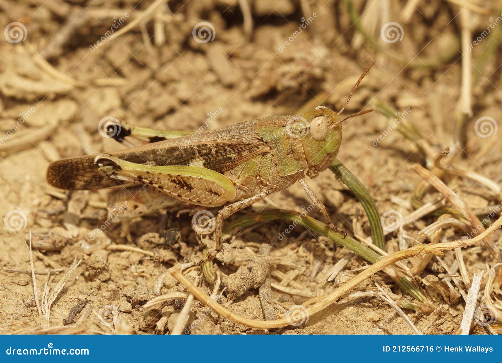 closeup on a broad green-winged grasshopper , broad green-winged grasshopper in gard, france