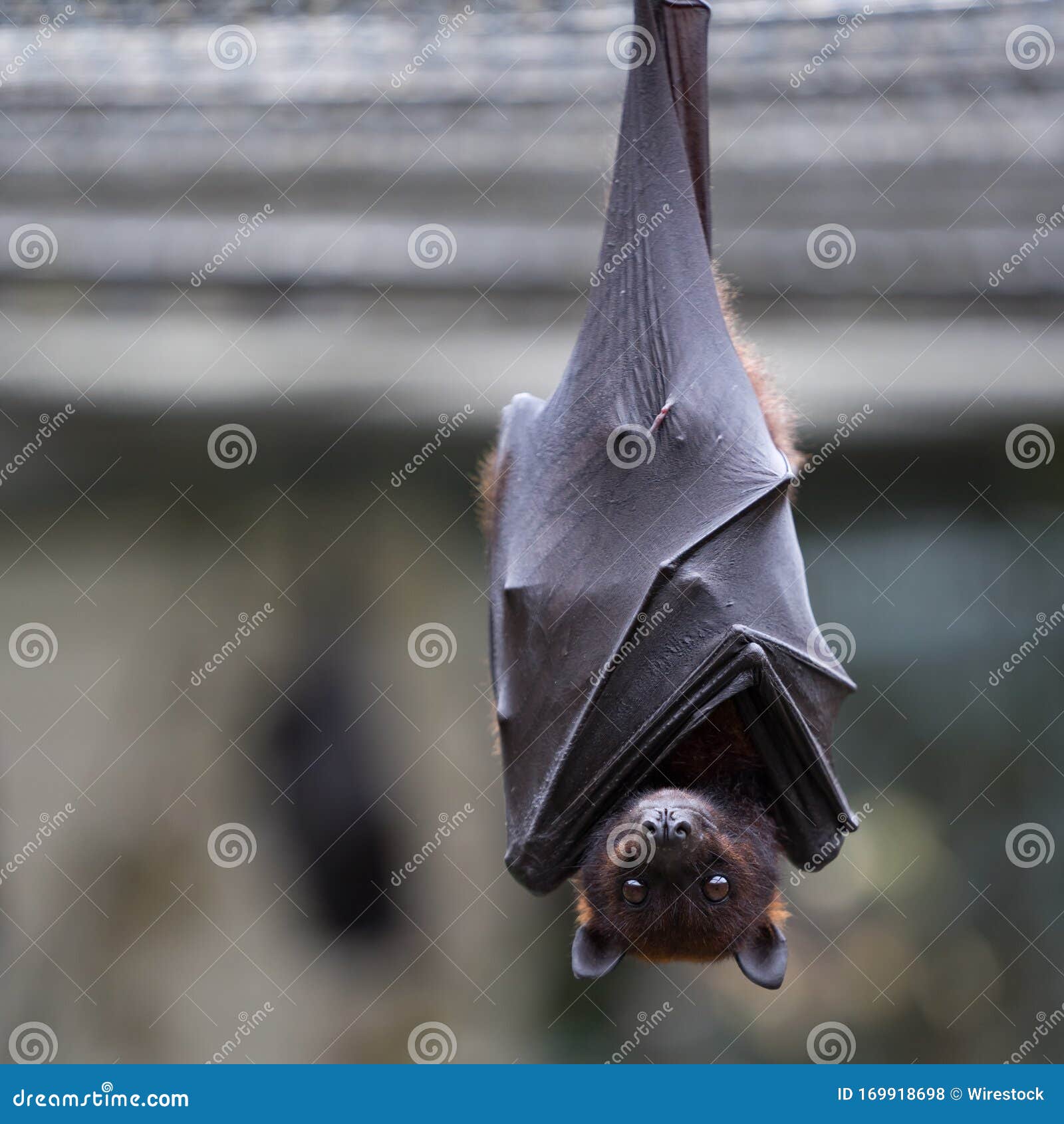 Naked Bat Bilder
