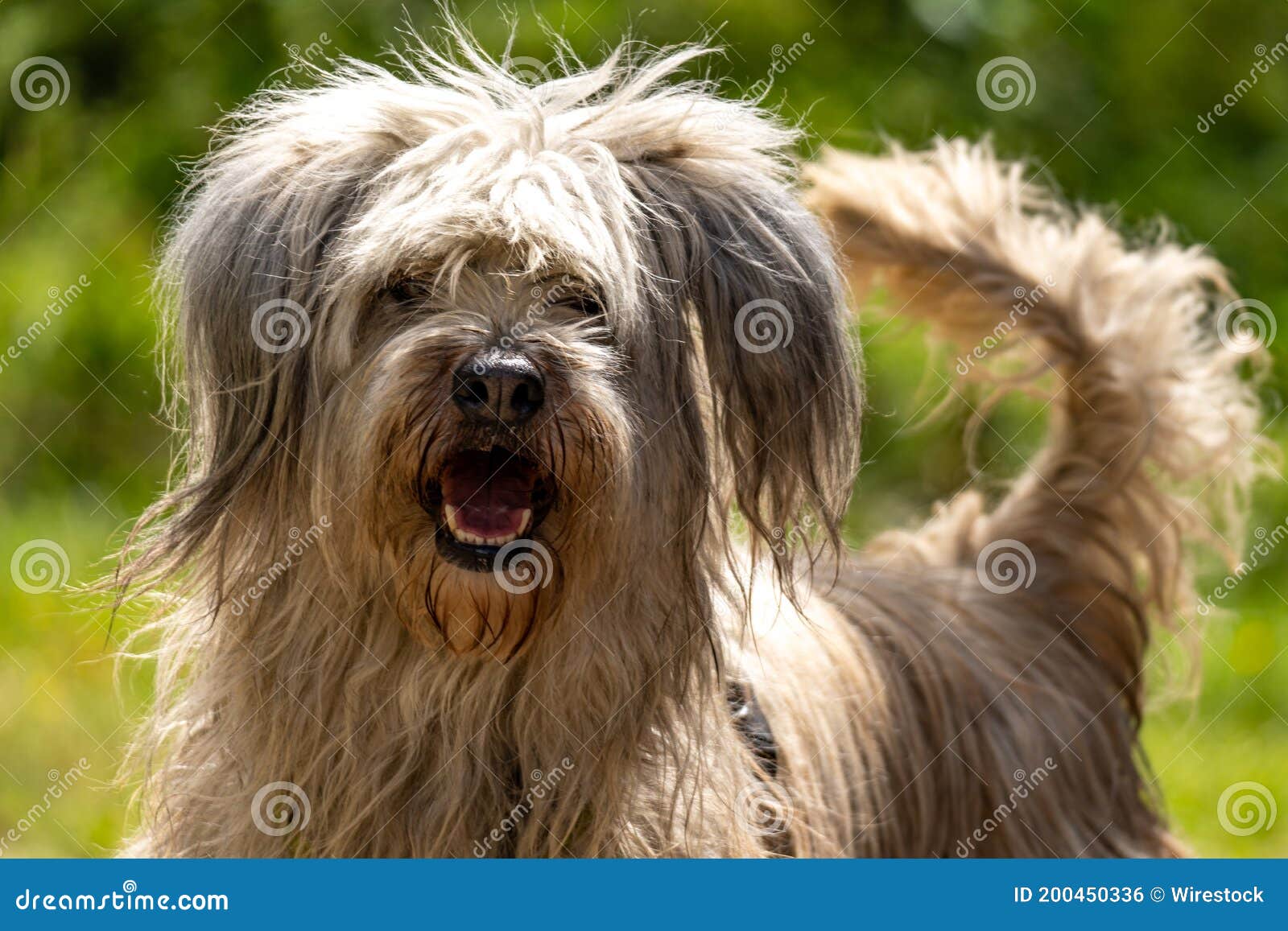 closeup of a cheerful portuguese sheepdog in a field under the sunlight with a blurry background