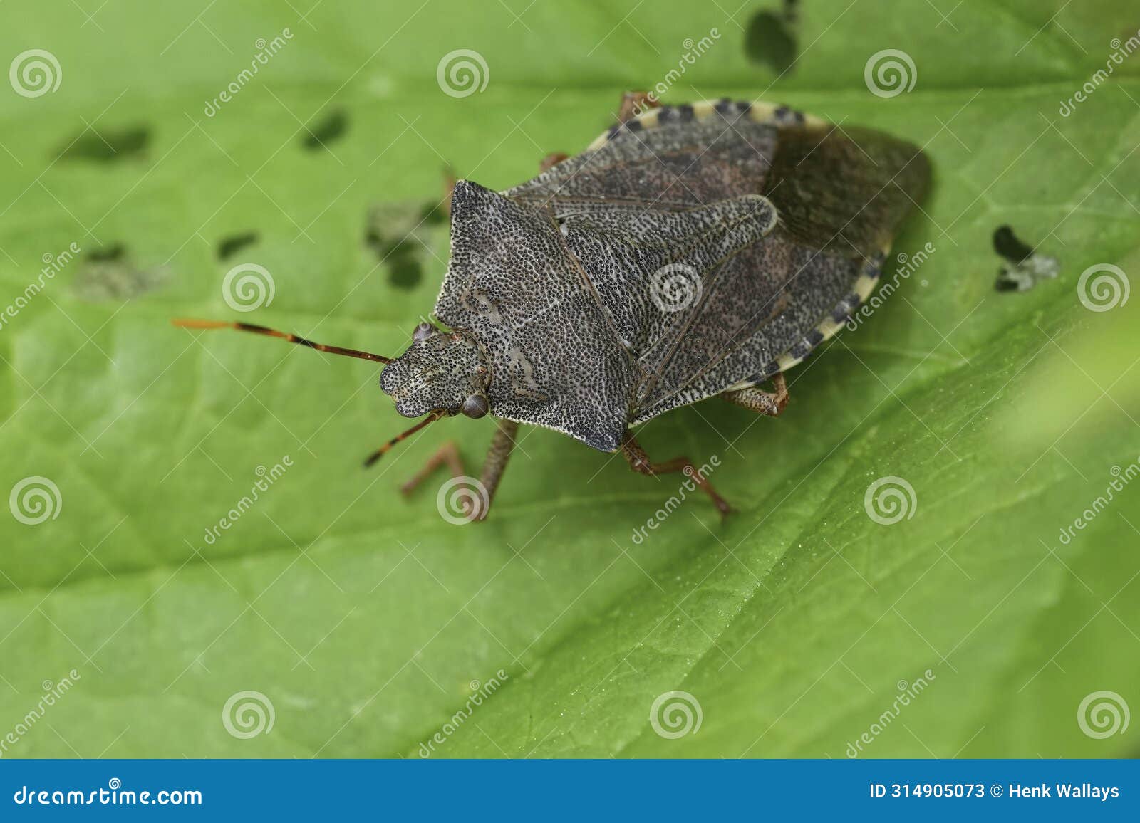 closeup on the brown colored dock leaf bug, arma custos sitting on a green leaf
