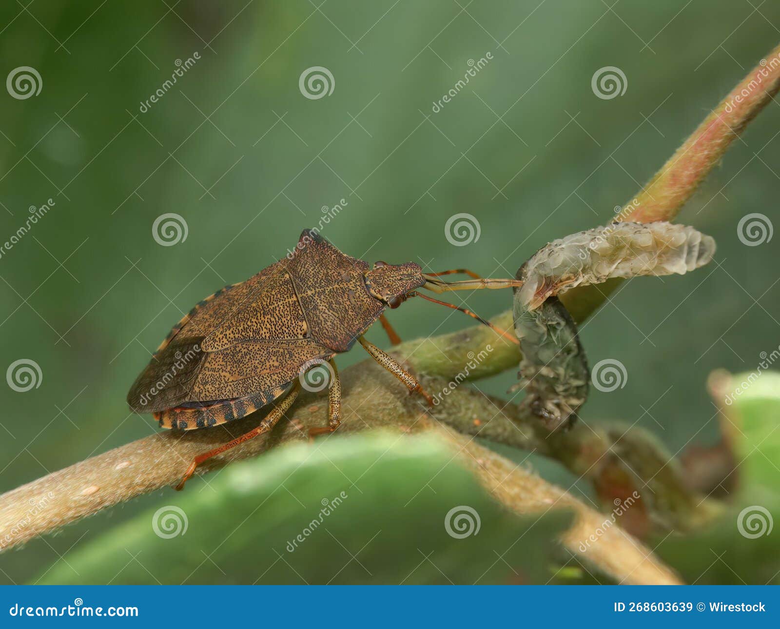 closeup on the brown dock leaf bug, arma custos eating a caterpillar