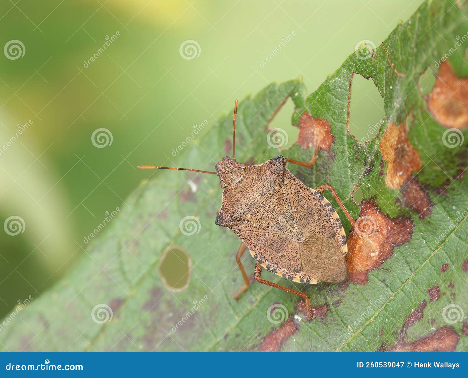 closeup on the brown dock leaf bug, arma custos sitting on a leaf