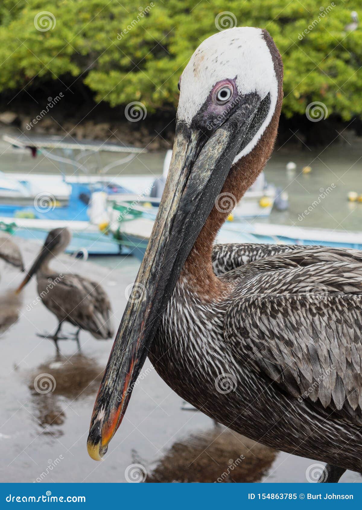 Closeup of Brown Pelican Standing on Beach Stock Image Image of